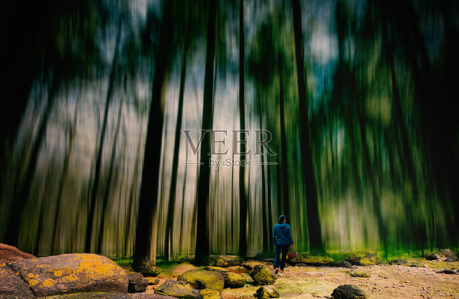 模糊动作森林场景。蘑菇生长季节，真菌秋收。神秘的森林。针叶树。天空通过树木照亮苔藓和路径与一个人覆盖森林地板，神秘照片摄影图片