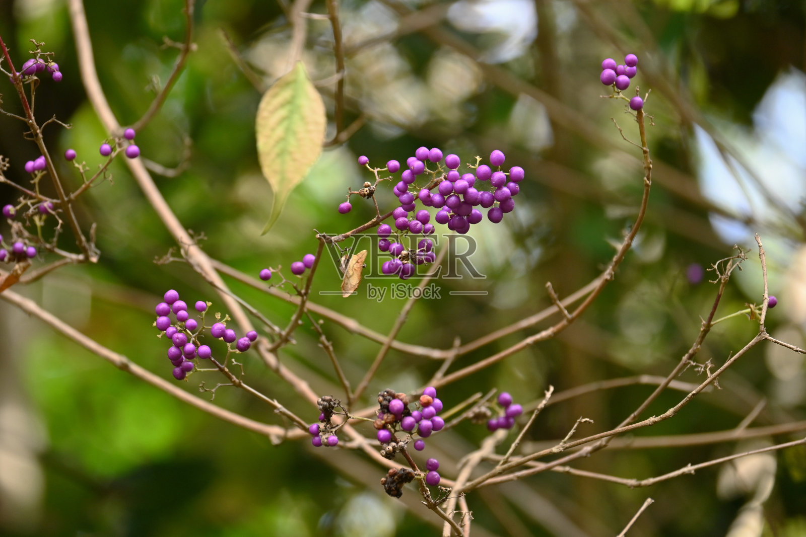 日本美莓。照片摄影图片