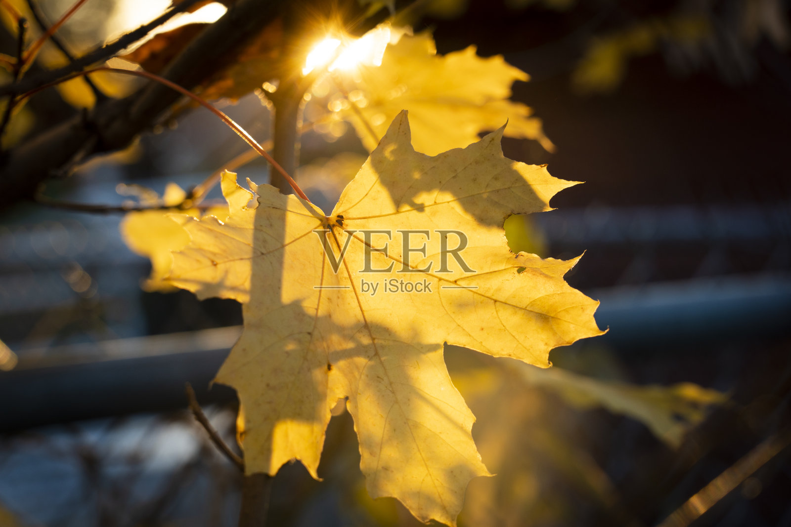 枫叶在秋天的颜色照片摄影图片