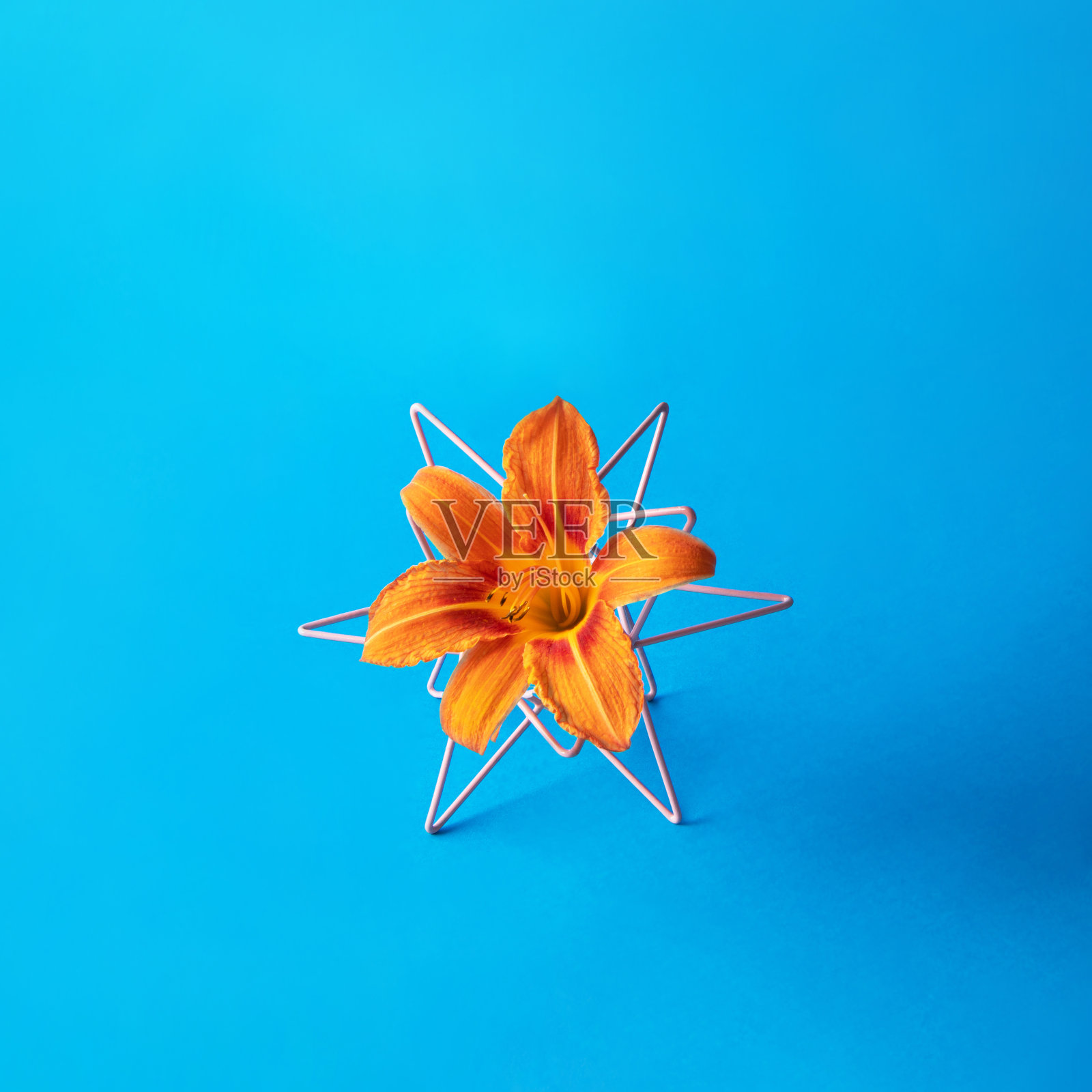 创造性的组成与橙色黄花菜和几何形状在蓝色背景。多彩的夏日概念。最小的花的想法。照片摄影图片