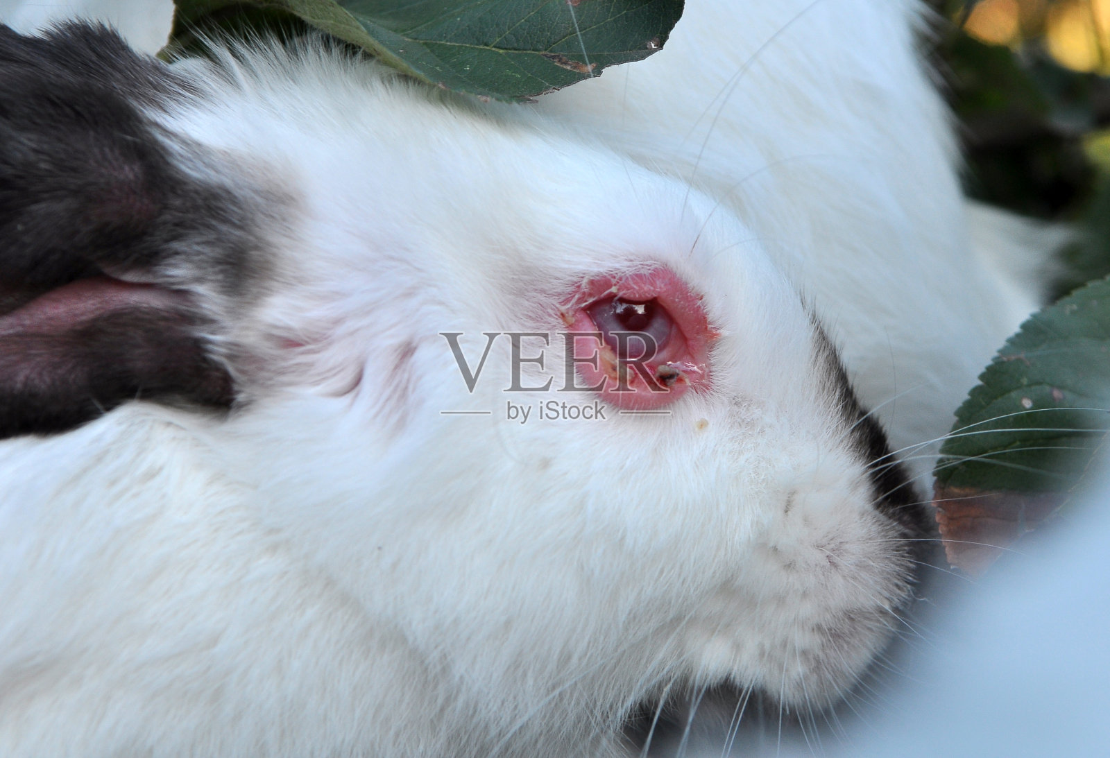 兔子粘液瘤病照片摄影图片