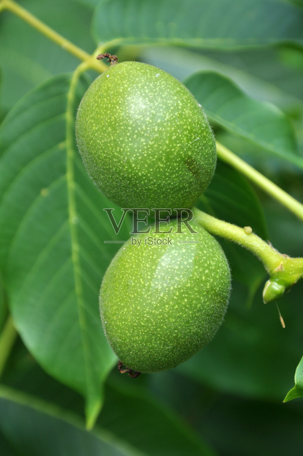 树枝上挂着一颗成熟的核桃，壳是绿色的照片摄影图片