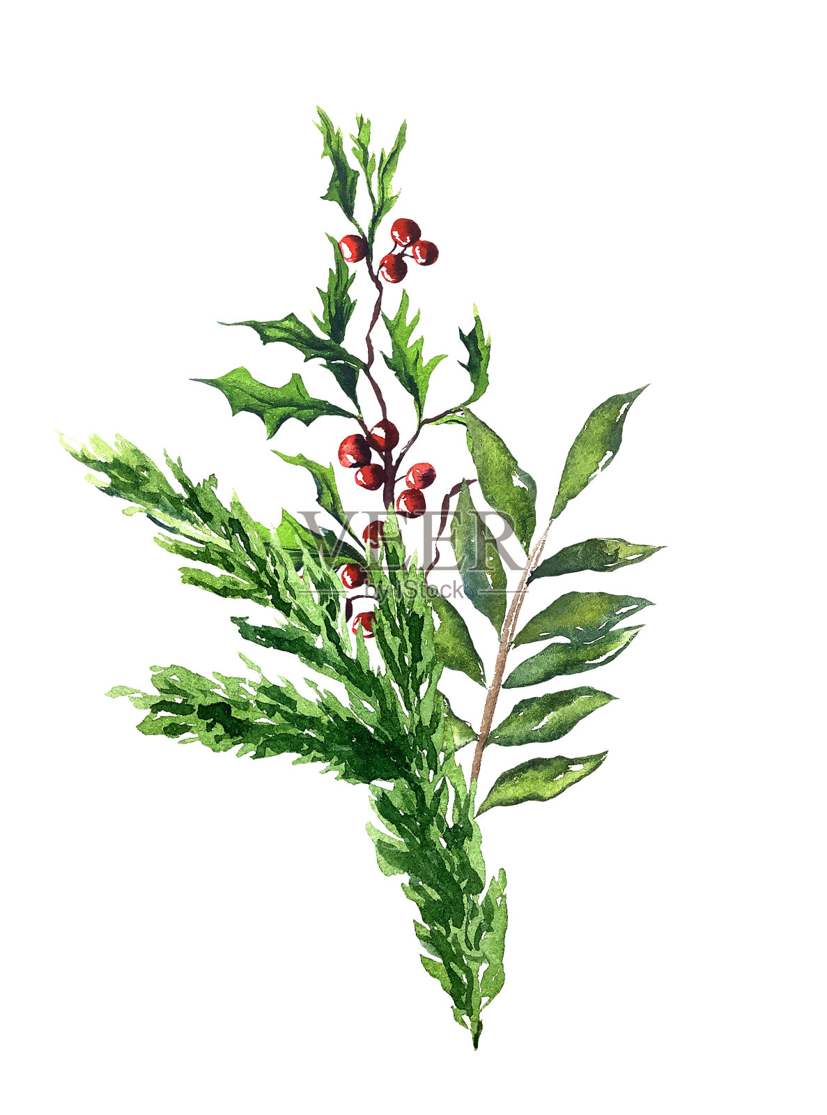 冬季植物水彩集花边绿红浆果插画图片素材