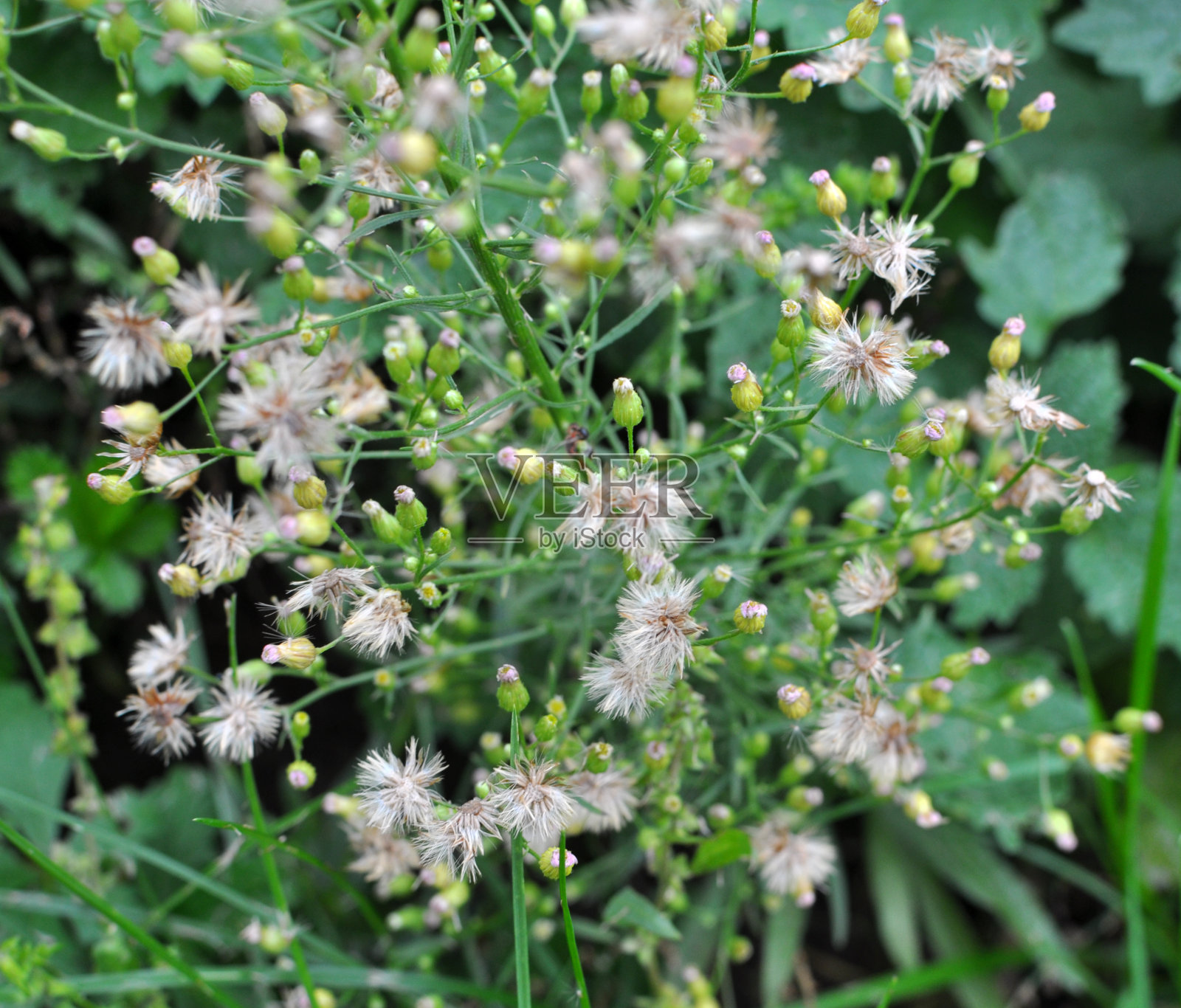 加拿大灯盏草生长在大自然中照片摄影图片
