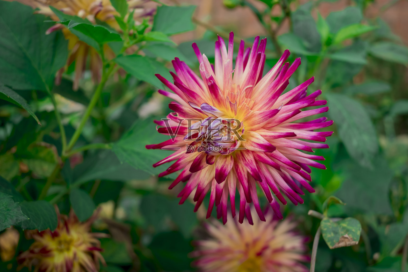 大丽花在阳光明媚的秋日在花园里盛开照片摄影图片