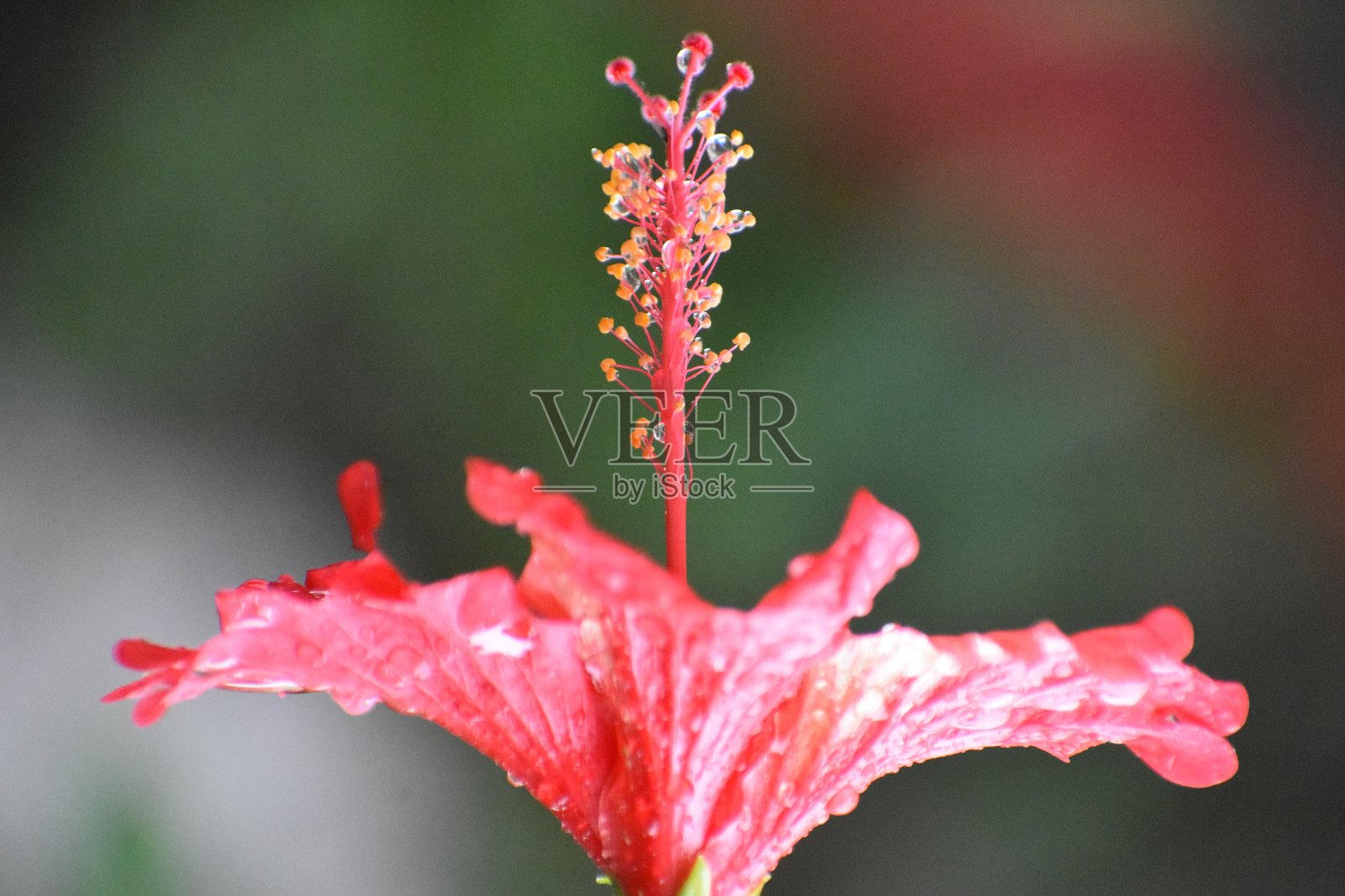 红色芙蓉花的噼啪声照片摄影图片
