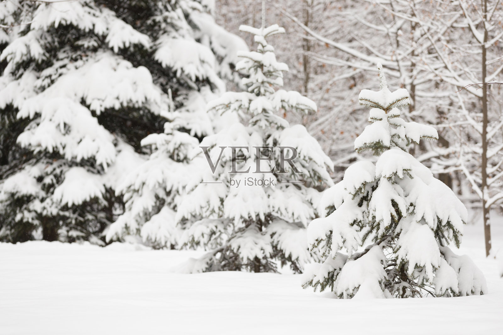 户外的一棵雪白的常青树。准备用圣诞装饰装饰常青树。冬天，假期和圣诞节的概念。一个传统节日。照片摄影图片