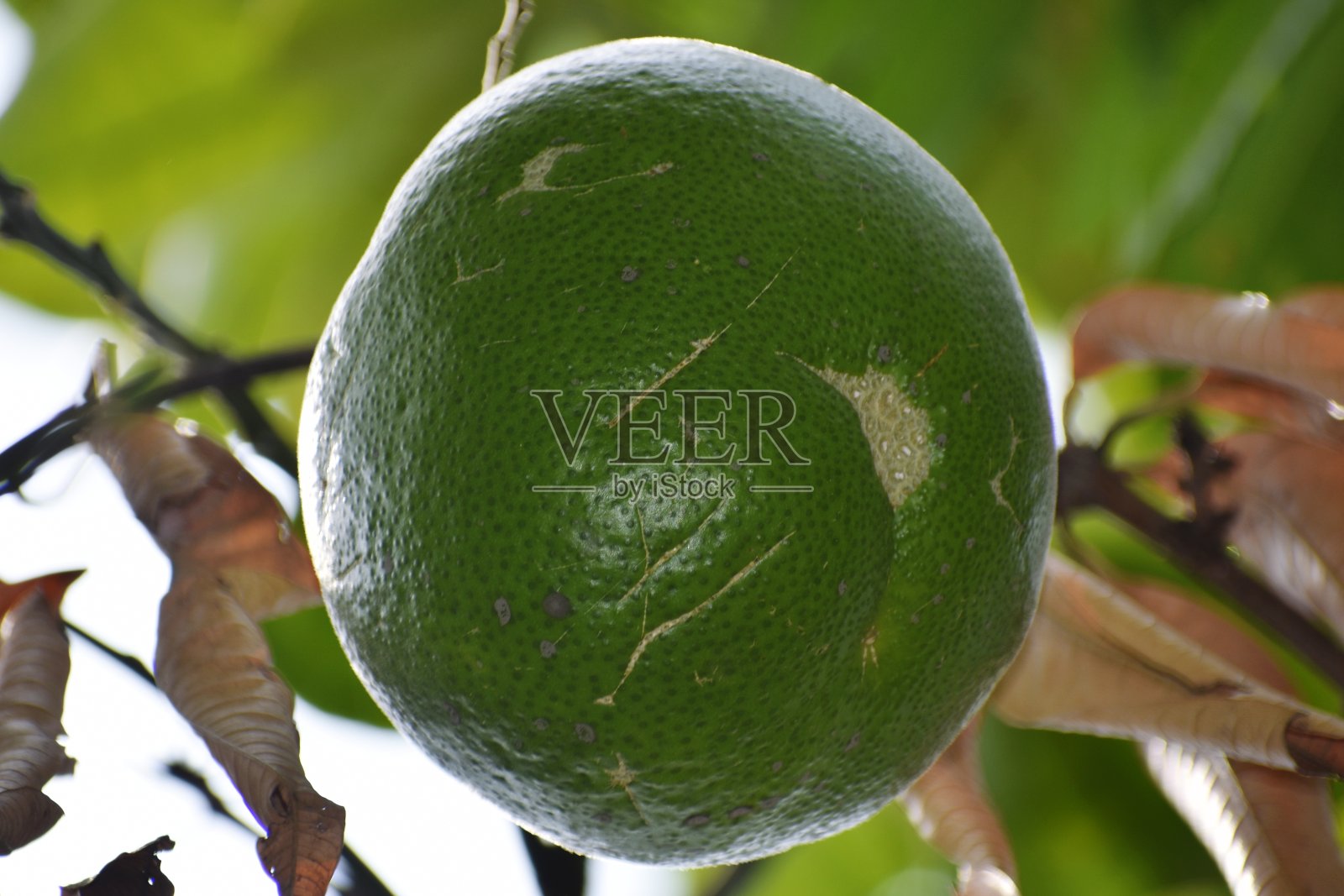 一种绿色的柑橘类水果照片摄影图片