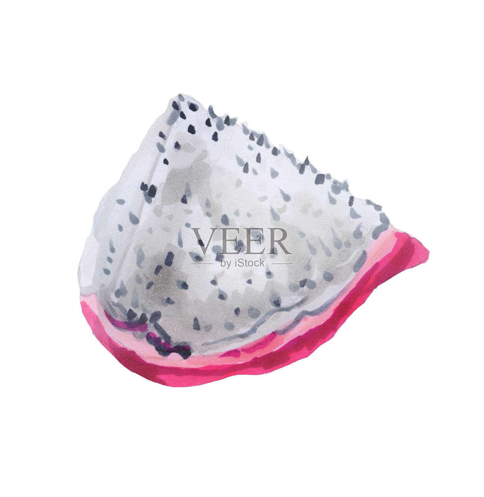 火龙果的植物学插图。异国龙果或火龙果的植物绘画插画图片素材