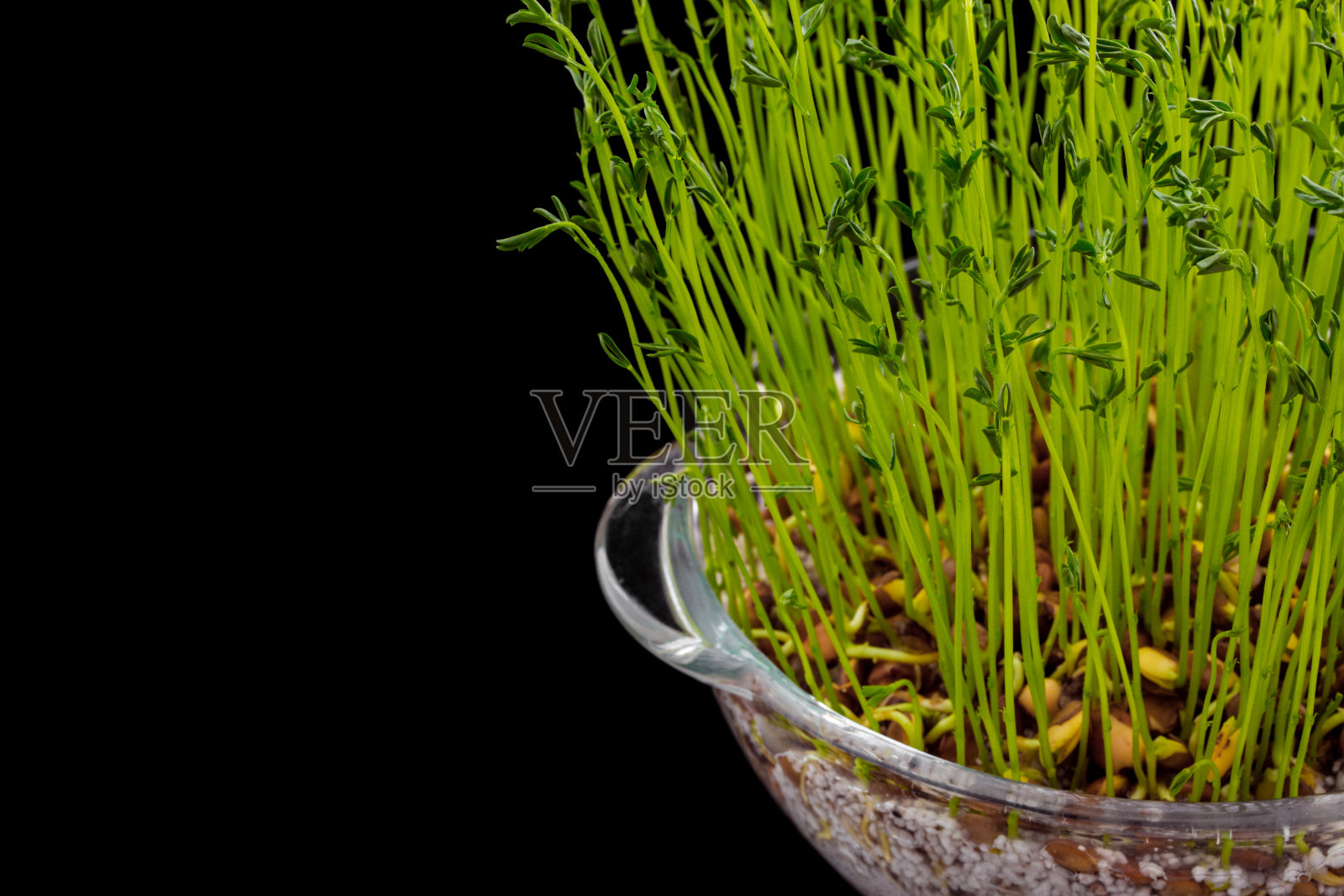 小扁豆在透明的玻璃容器中生长的绿色小豆芽。黑色，光滑的背景。照片摄影图片