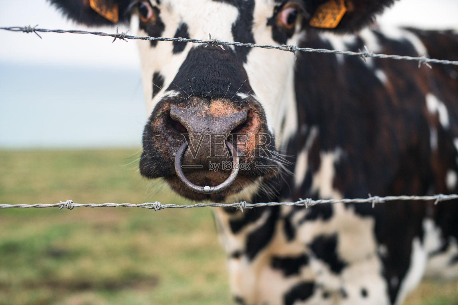 在诺曼底，有斑点的牛躲在铁丝网后面，鼻子被刺穿照片摄影图片
