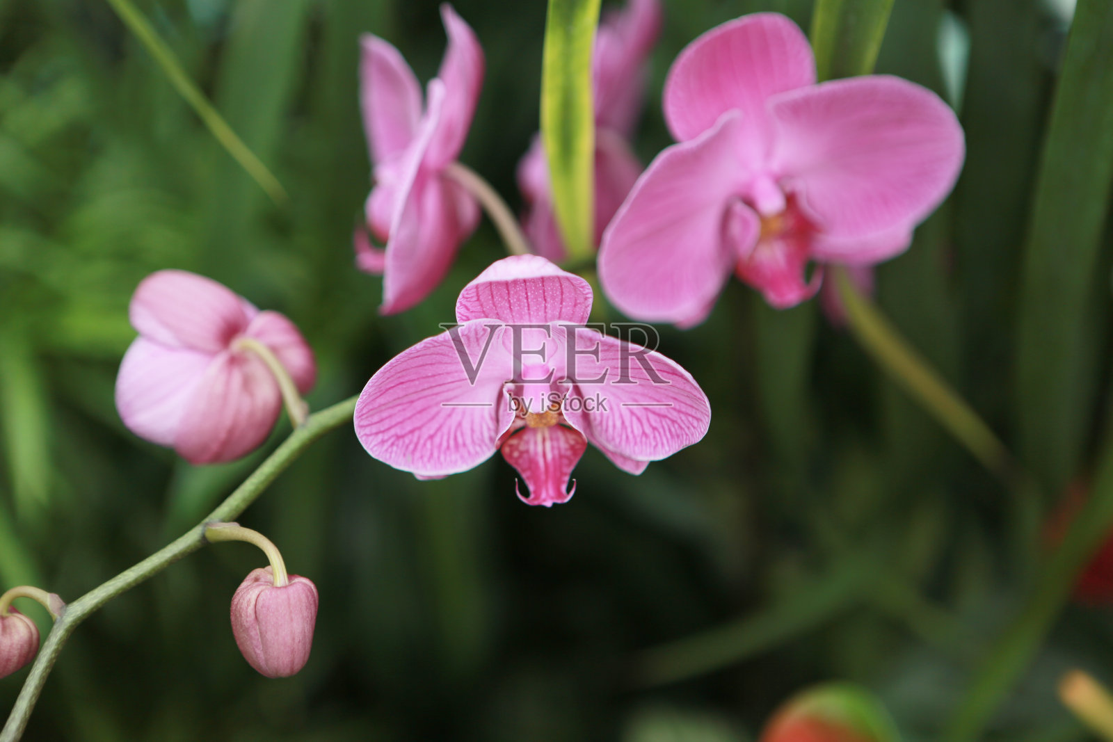 一朵清新的兰花，自然概念形象照片摄影图片