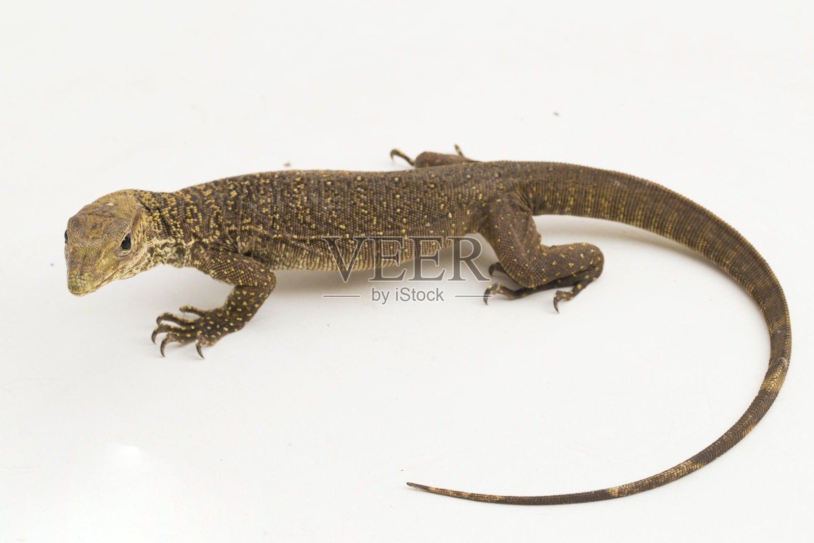 白色背景上的云状巨蜥(云蜥)照片摄影图片
