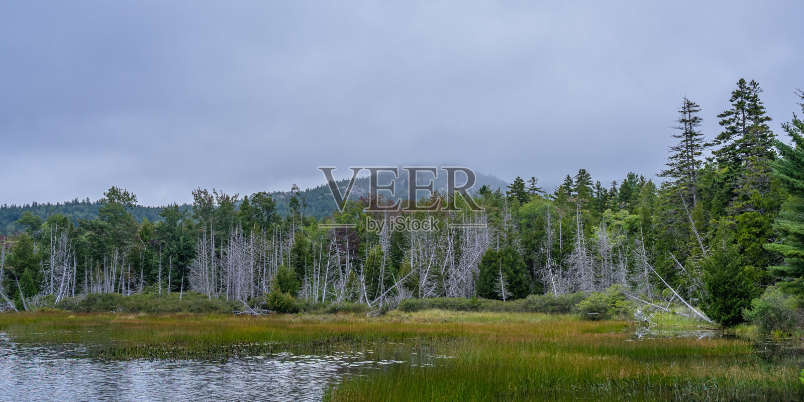 美国北部阿卡迪亚国家公园湖附近的森林全景图照片摄影图片