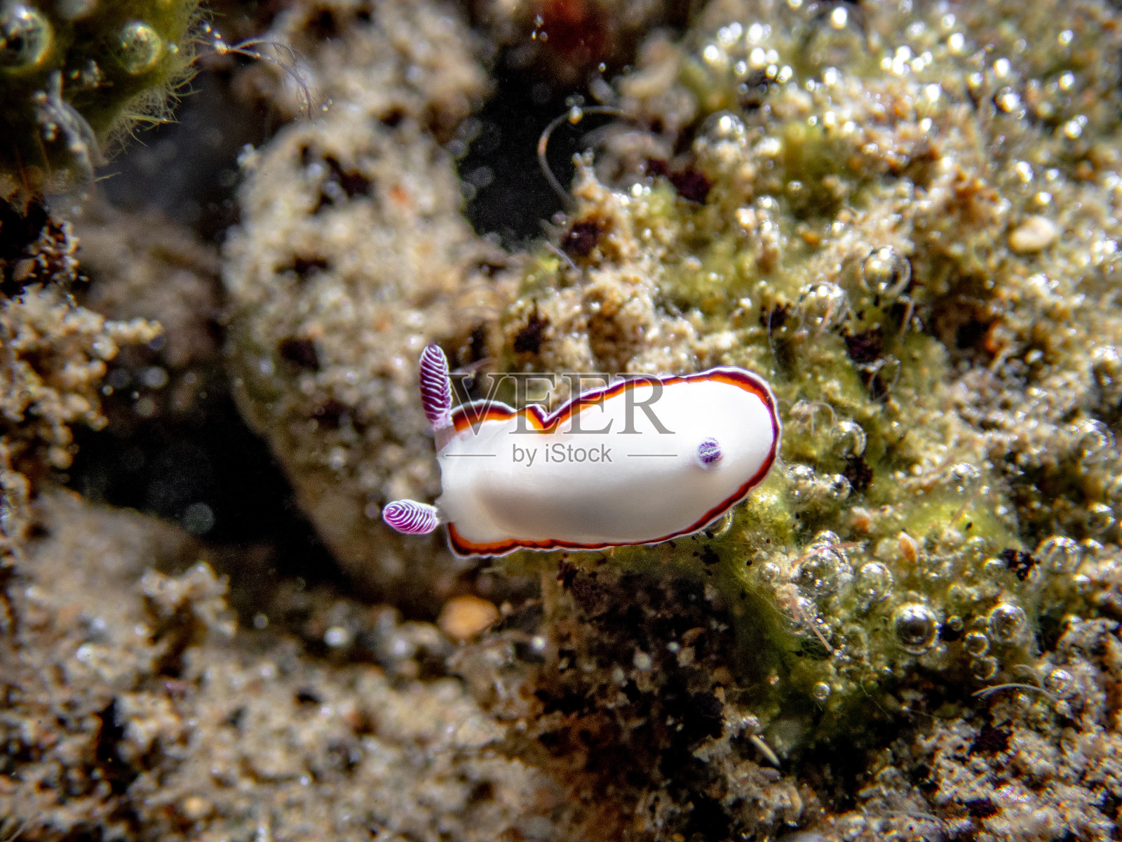 荸荠属照片摄影图片