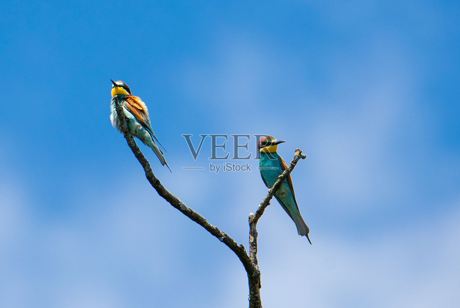在一个晴朗的日子里，两只食蜂鸟站在树枝上的低角度镜头照片摄影图片