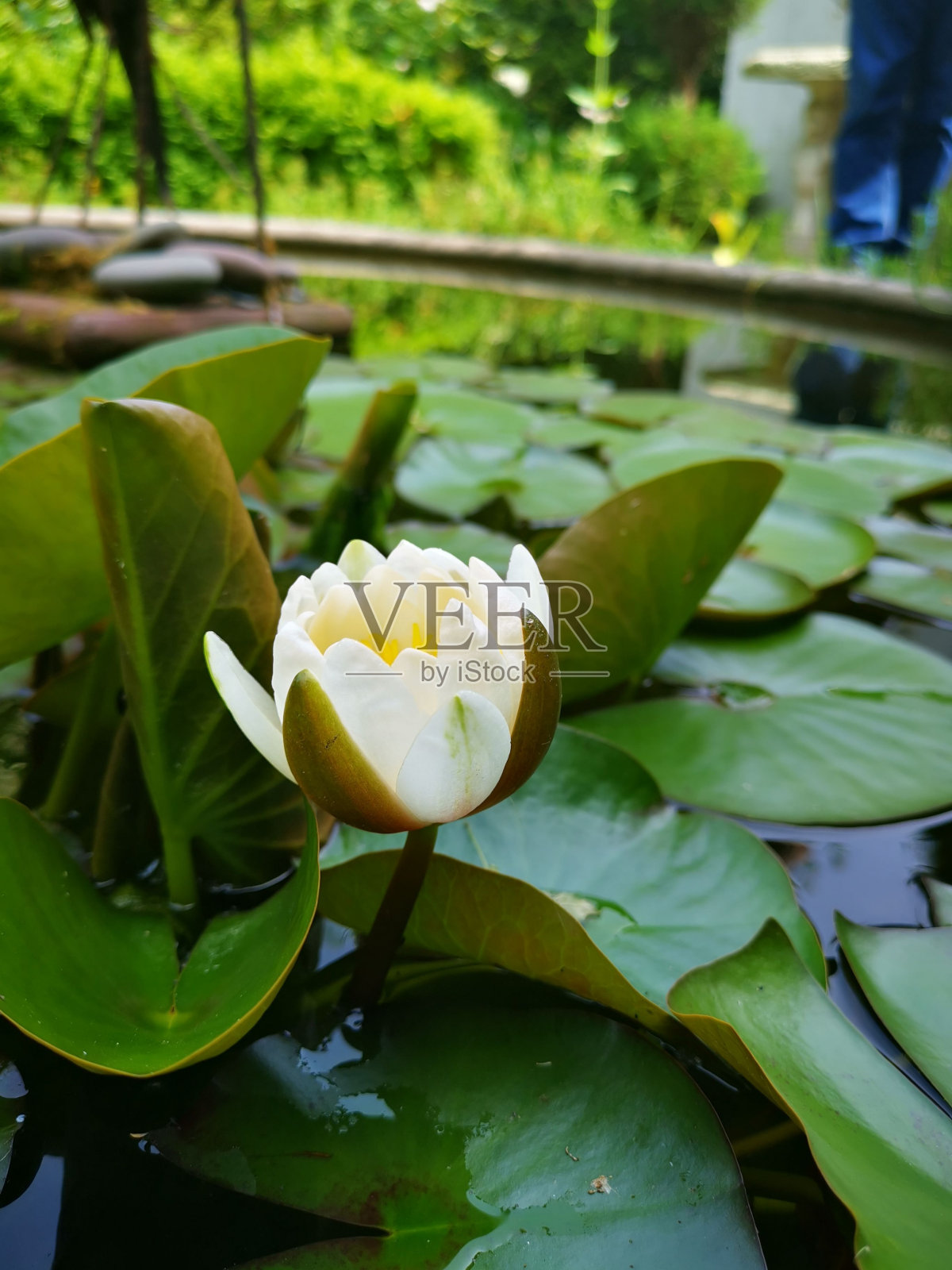 池塘上睡莲花的垂直镜头照片摄影图片