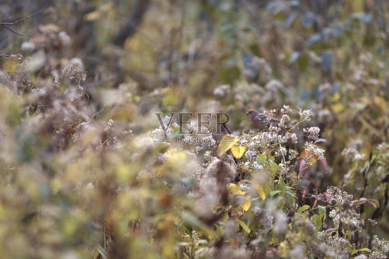 麻雀栖息在植物上的选择性聚焦镜头照片摄影图片