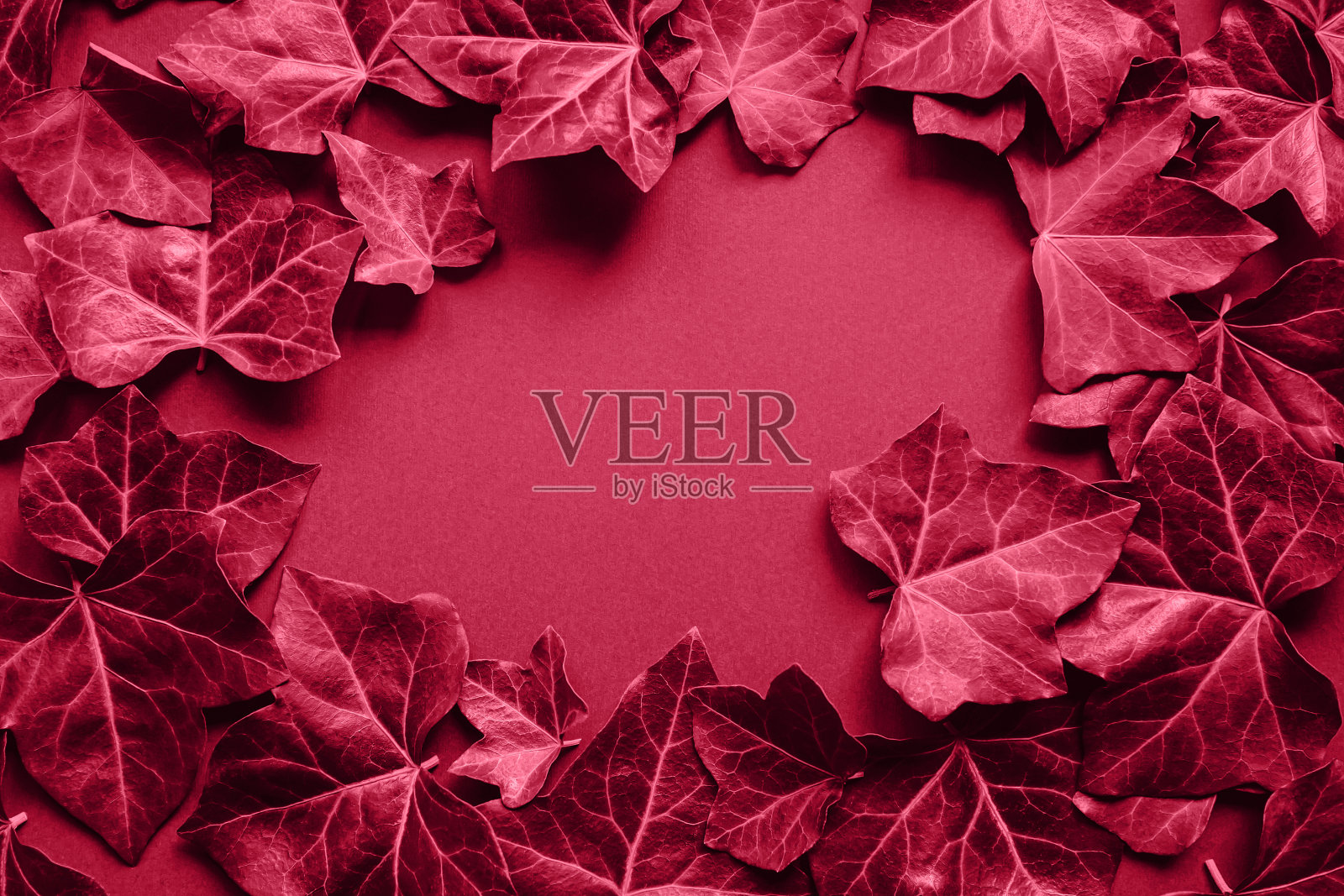 常青藤叶子躺着作为一个框架。抽象的自然概念背景。最小的风格。前视图。平的。2023年的颜色灵感照片摄影图片