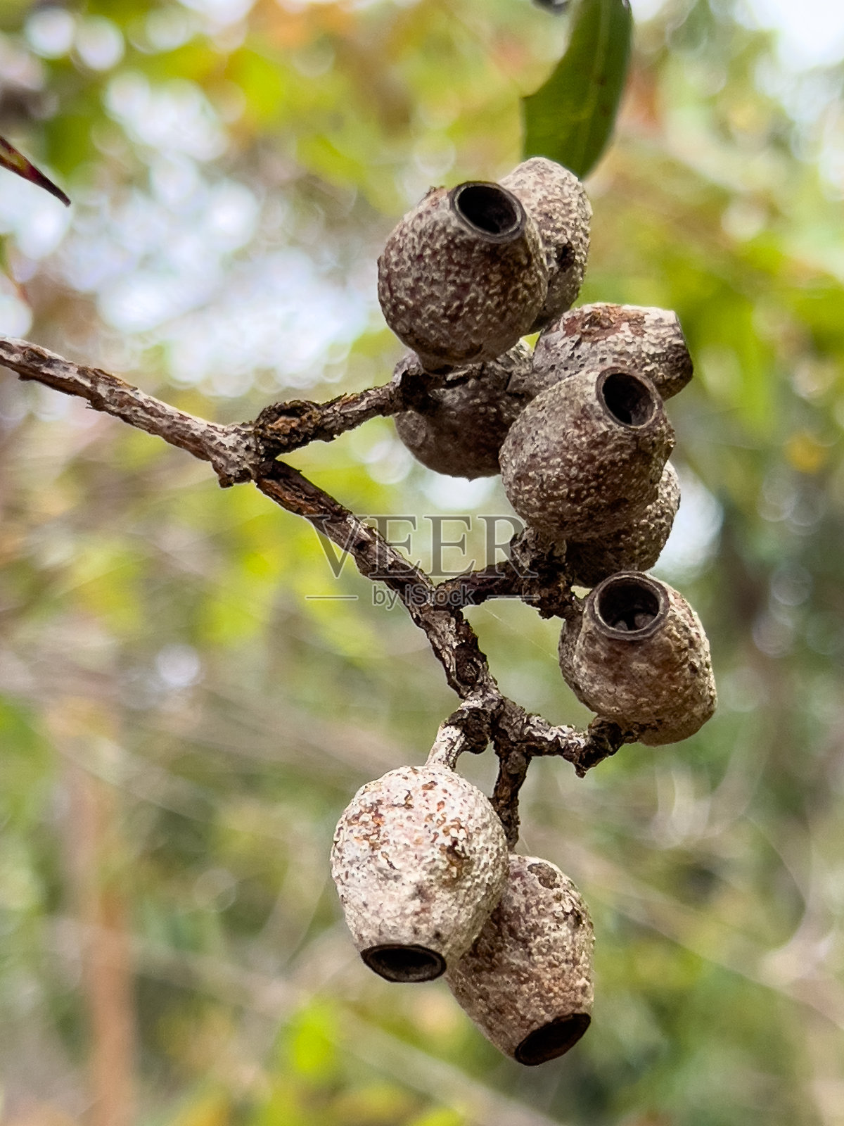 桉树种子荚照片摄影图片