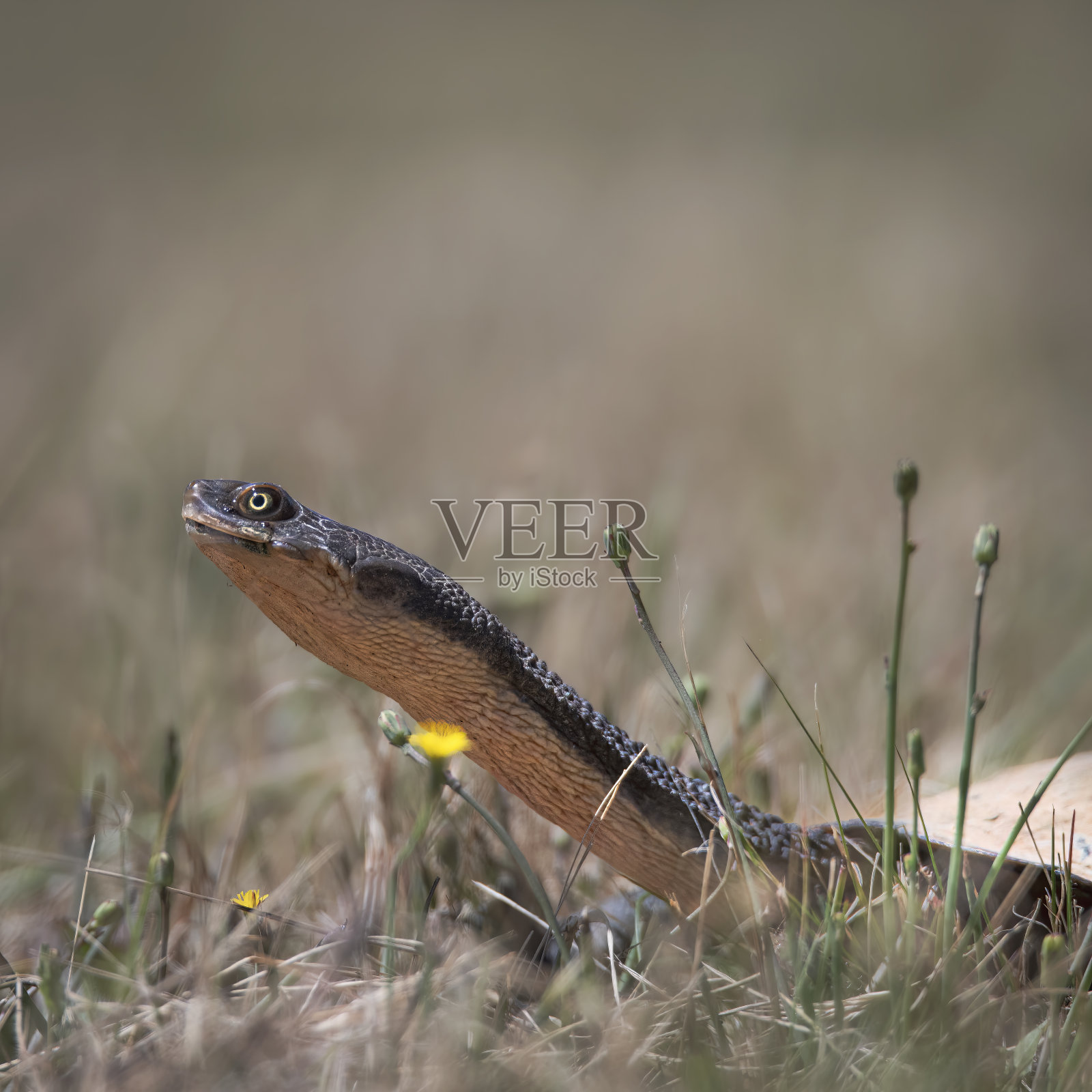 海龟近景(龟鳖)照片摄影图片