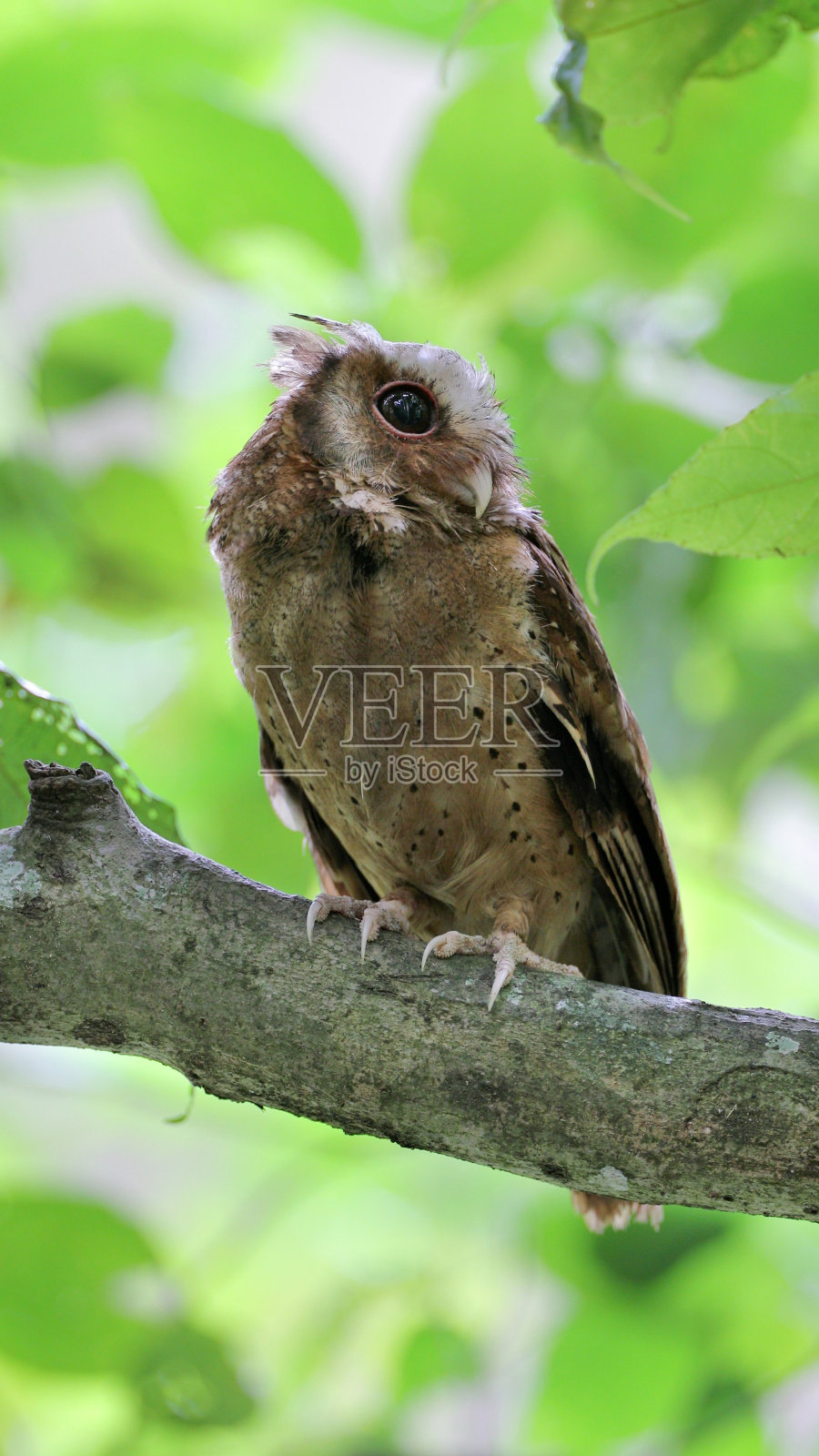 夜行鸟:成年白额镜鸮(Otus sagittatus)。照片摄影图片