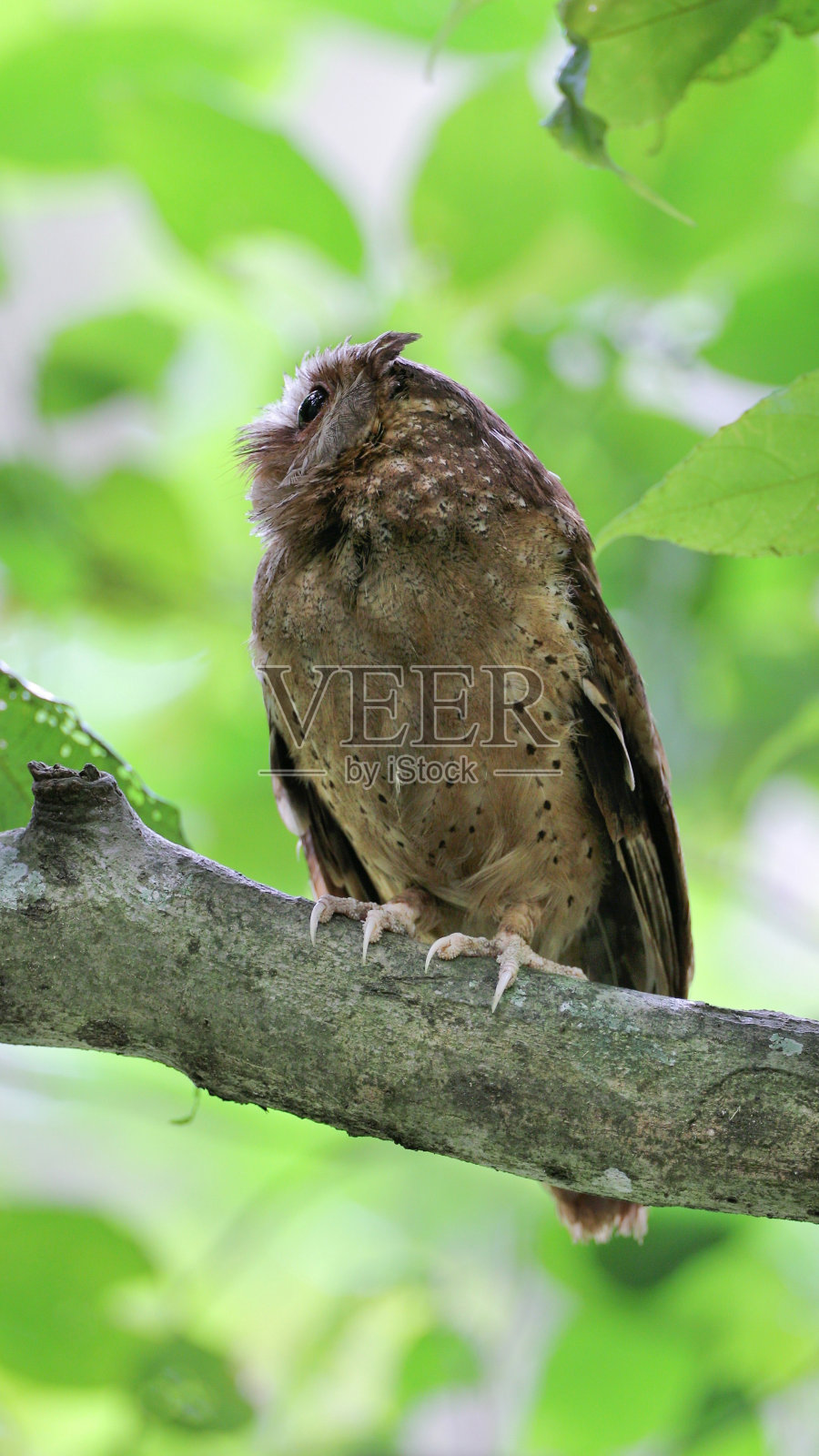 夜行鸟:成年白额镜鸮(Otus sagittatus)。照片摄影图片