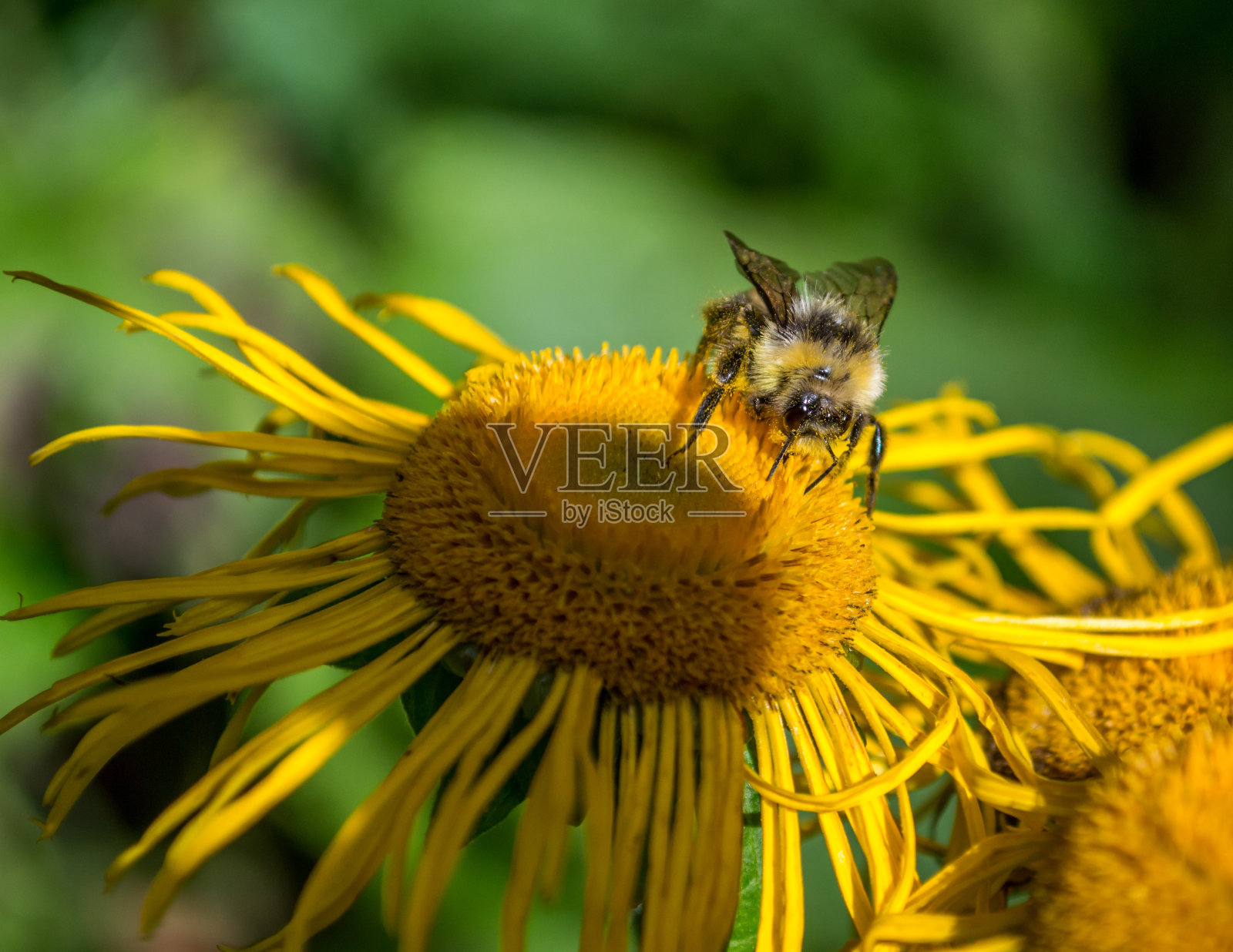 蜜蜂从美丽的花朵上采集花蜜照片摄影图片