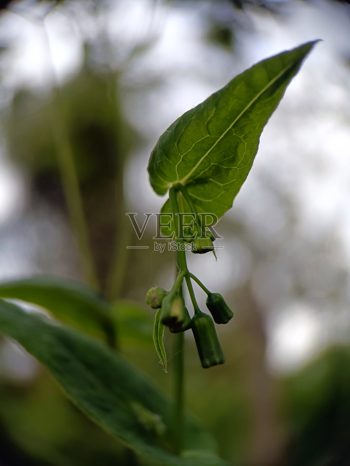 野生植物照片摄影图片