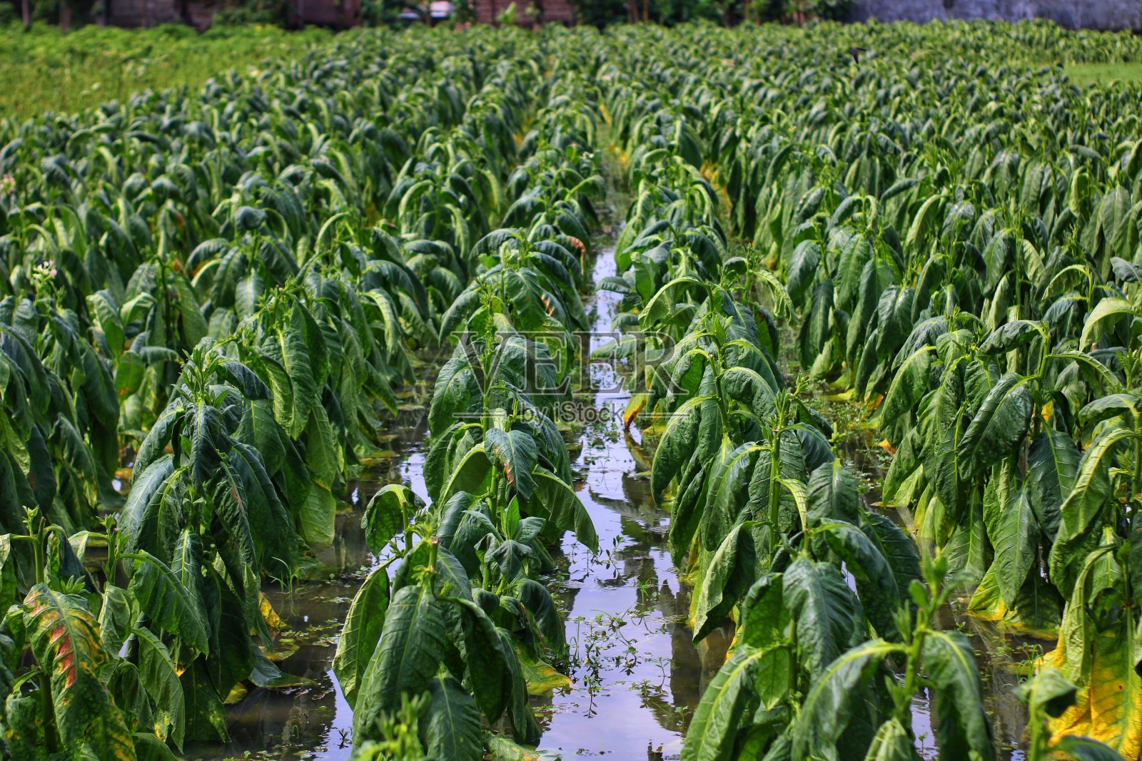 大烟田中开粉红花的烟草植物。栽培烟草(烟草)植物。弗吉尼亚烟草公司的叶子被淹没了照片摄影图片