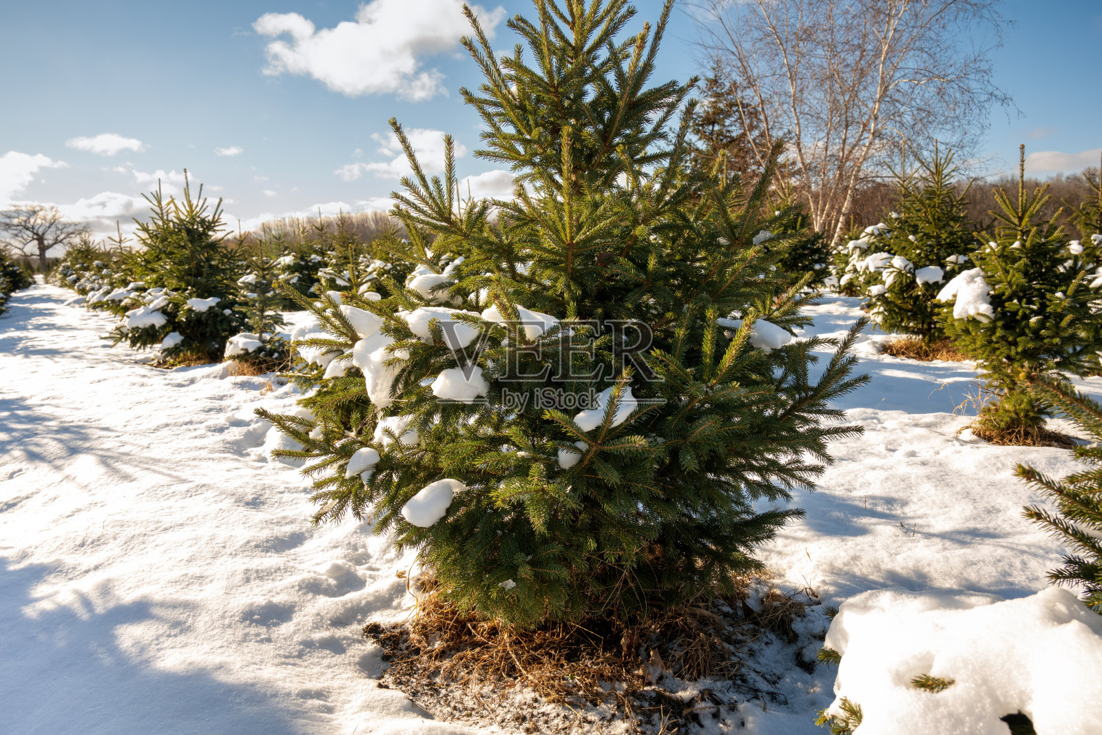 户外松树照片摄影图片