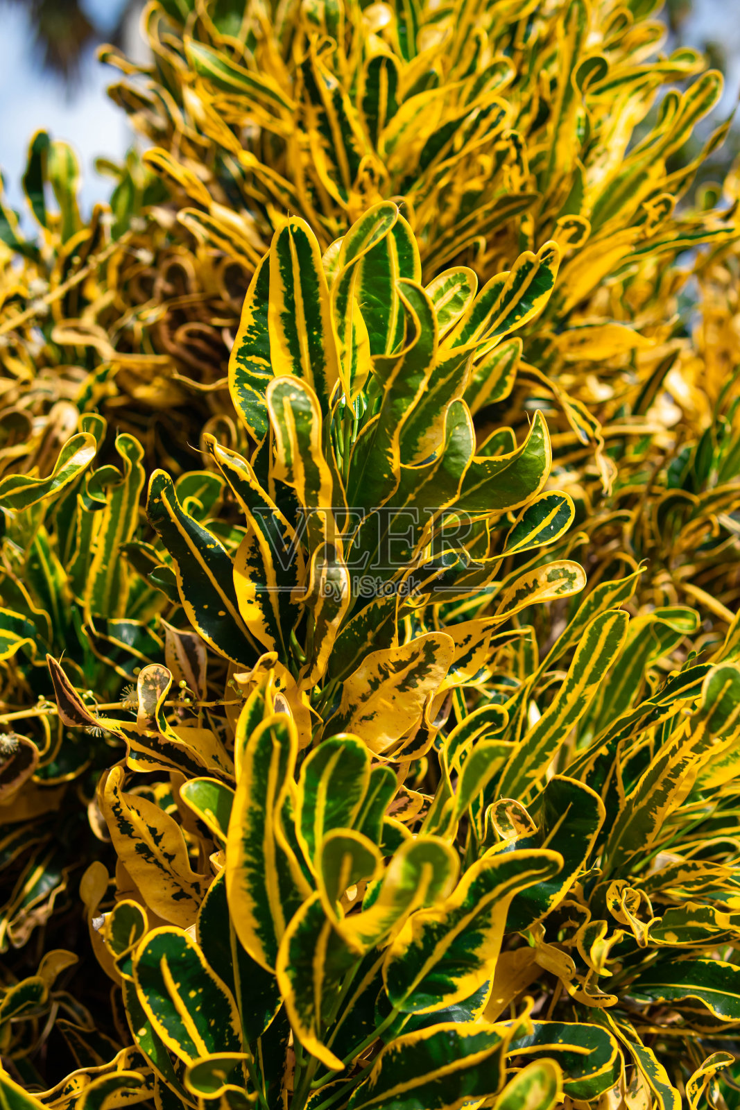 科生叶是一种植物照片摄影图片