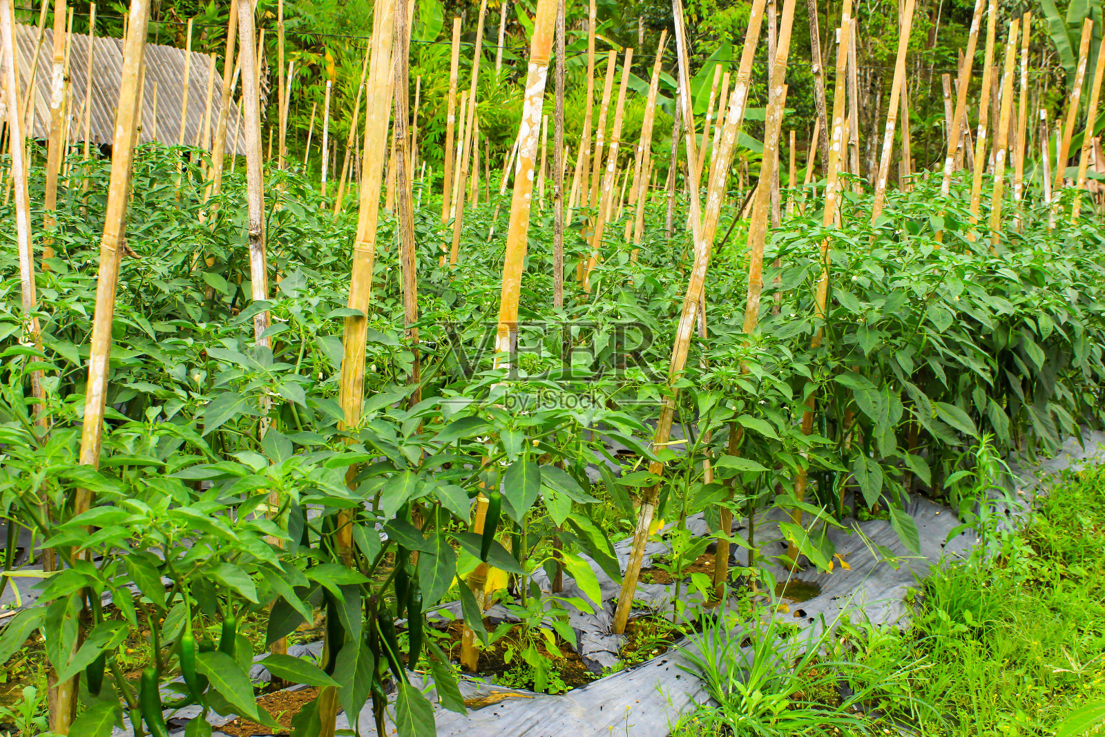 农村地区种植的青辣椒。辣椒花园照片摄影图片