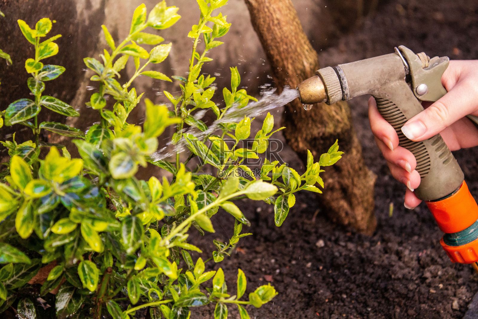 一个手拿着浇水软管处理植物的特写照片摄影图片
