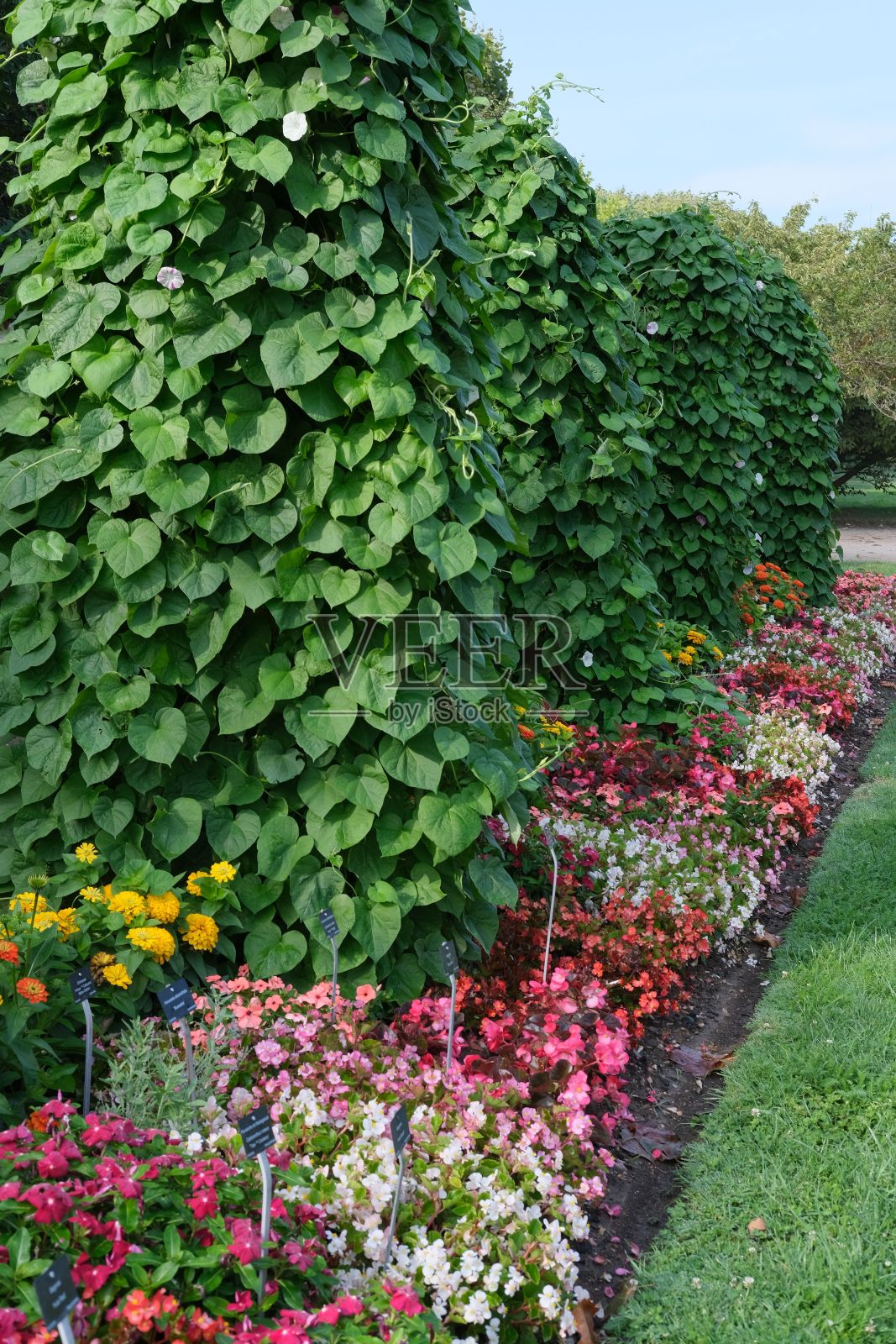 垂直拍摄的植物园，巴黎，法国照片摄影图片