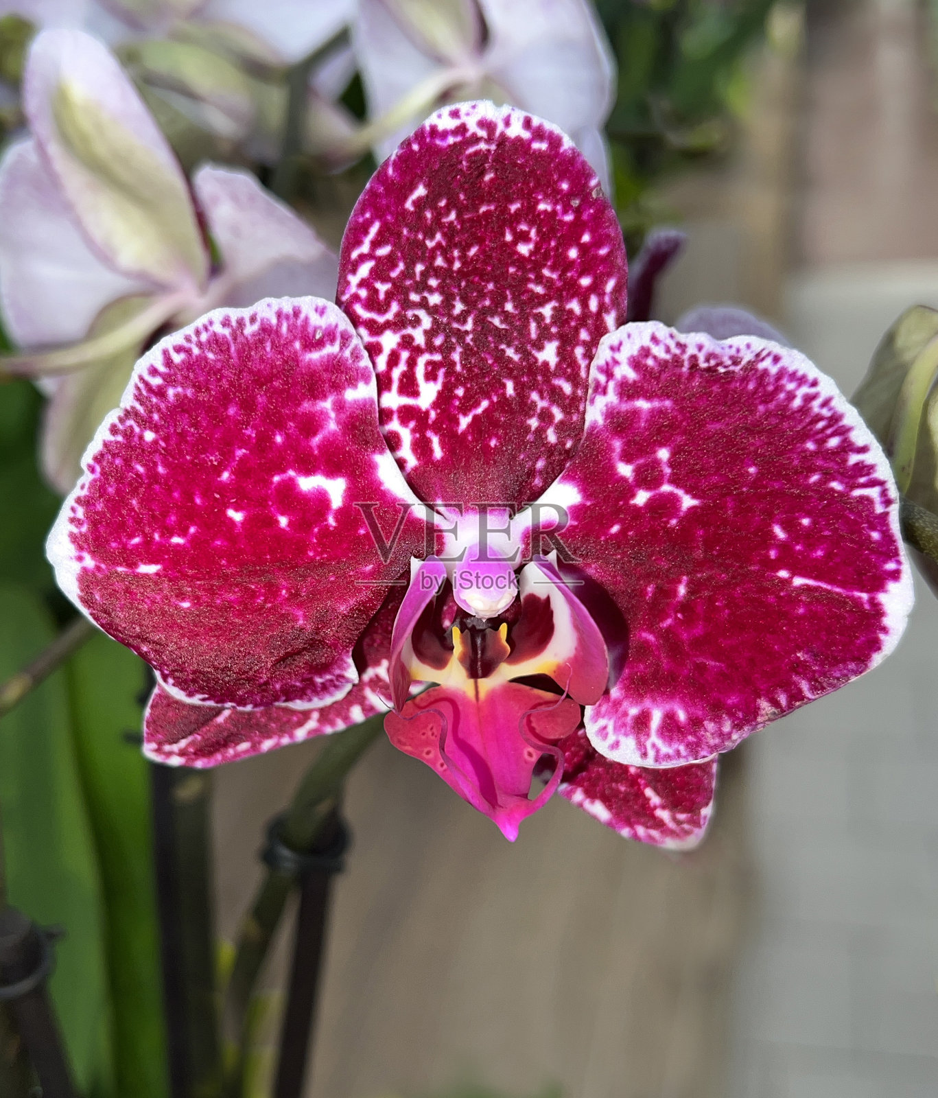 蝴蝶兰，蝴蝶兰照片摄影图片