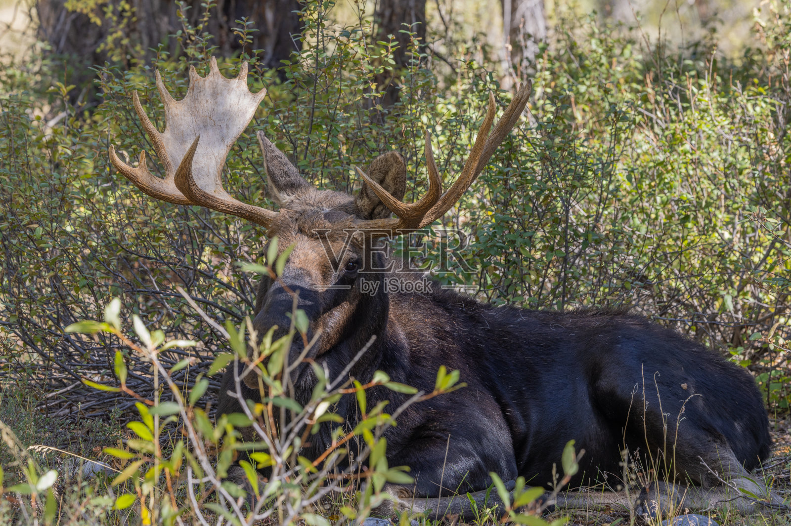 秋天怀俄明州发情期的公麋鹿照片摄影图片