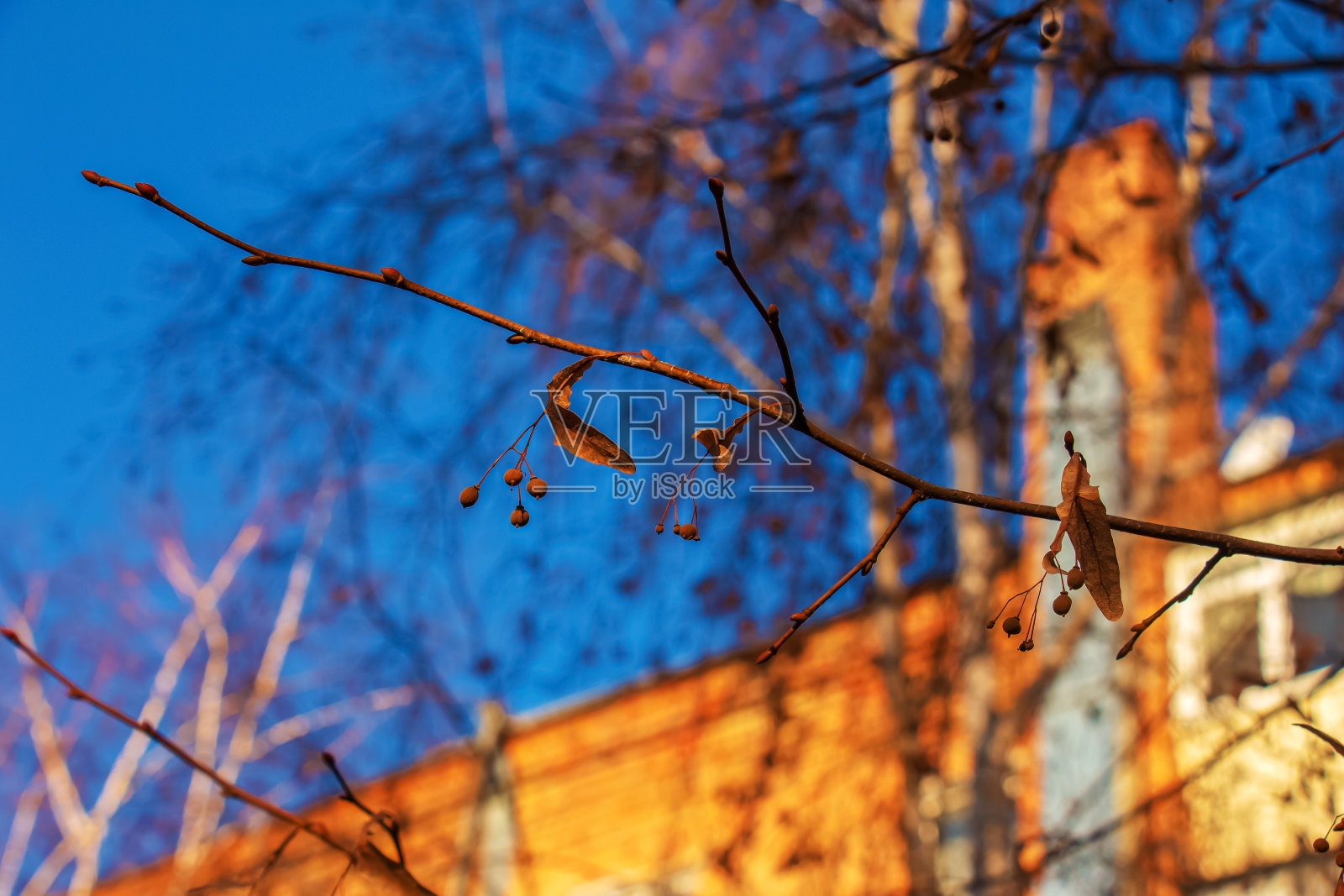菩提树的枝桠映衬着城市里清澈的蓝天。有干叶子的树枝。冬天来了。自然静物。照片摄影图片