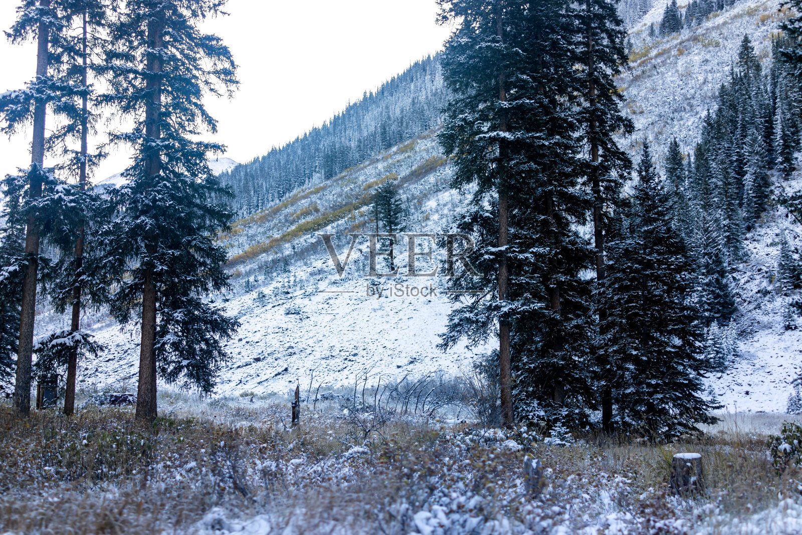 栗色钟落基山脉与云杉松树高大的针叶树在阿斯彭，科罗拉多州冬季雪冰冻森林在10月的早晨，没有人在景观照片摄影图片