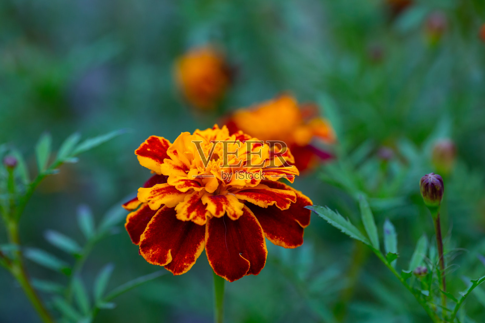 盛开的万寿菊花与红色花瓣在夏天的特写照片。照片摄影图片