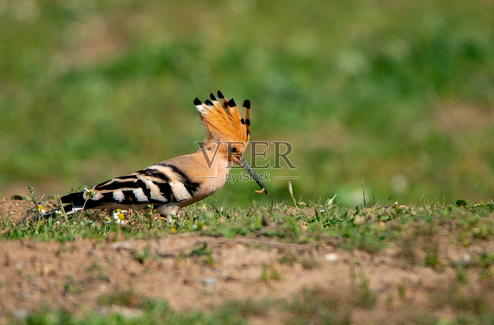 胡波鸟和它的猎物照片摄影图片