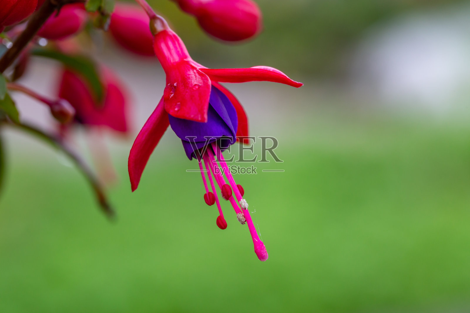 紫粉色紫红色花蕾与雨滴微距摄影在夏天的时间。照片摄影图片