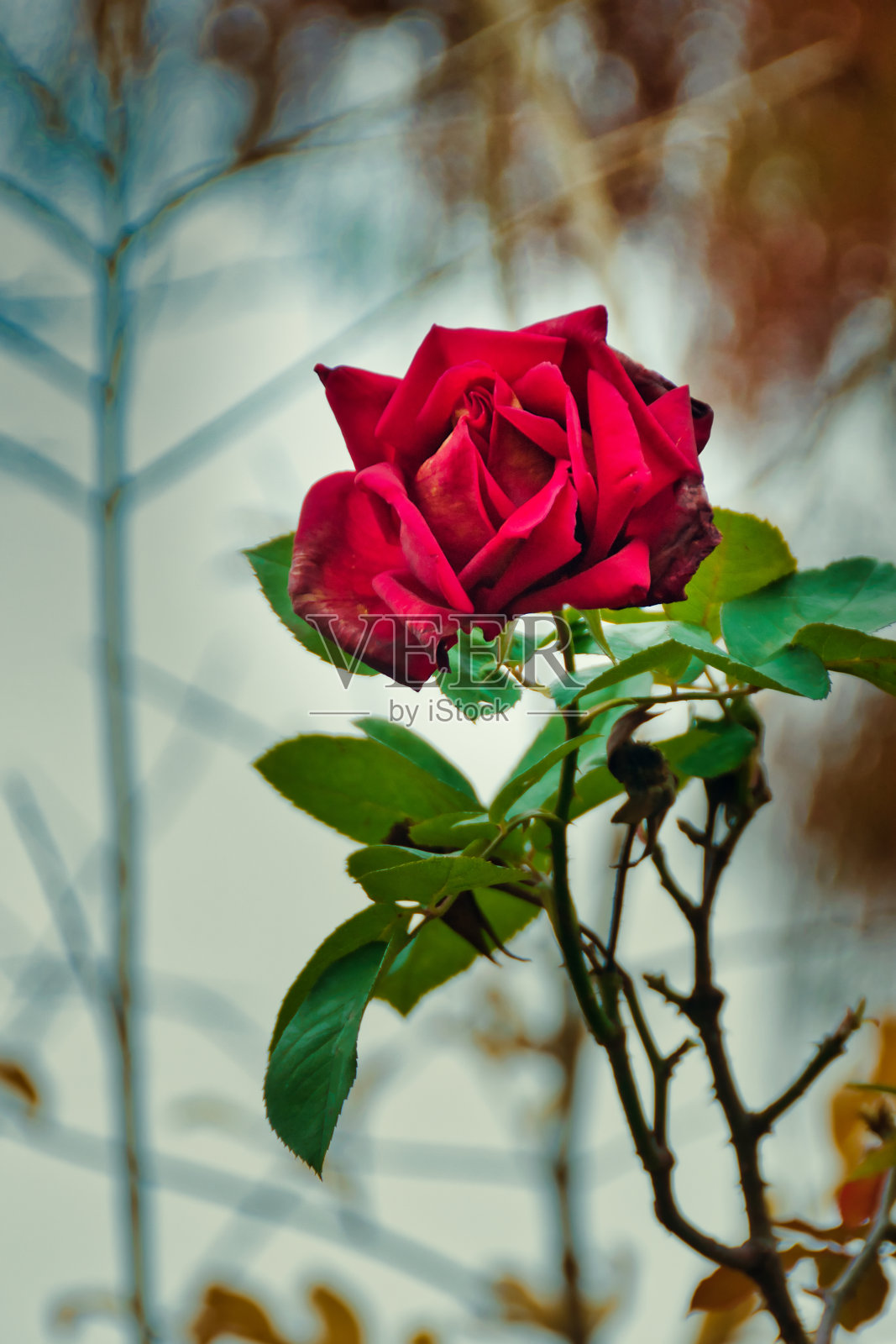 红玫瑰。照片摄影图片