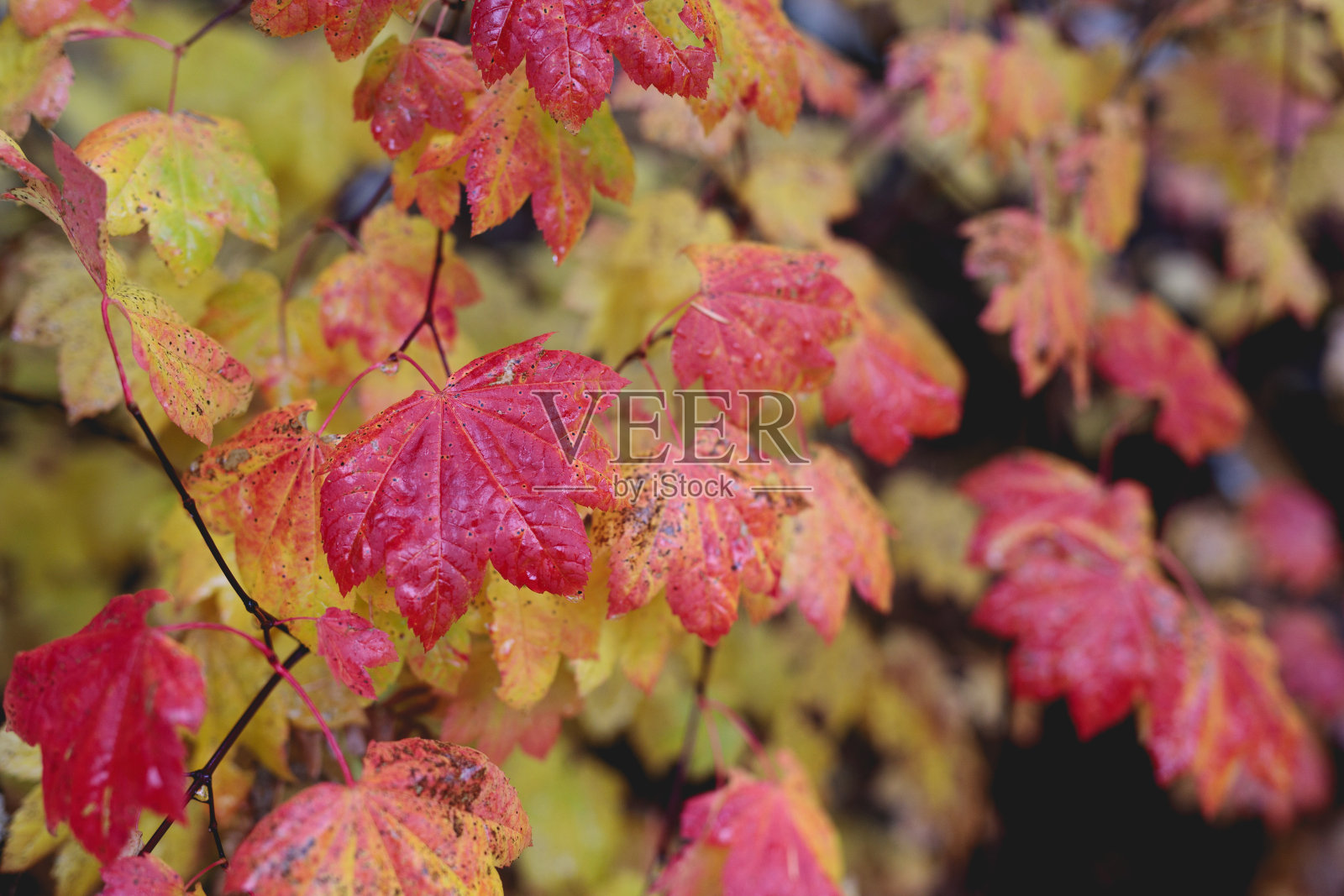 五彩缤纷的秋叶照片摄影图片