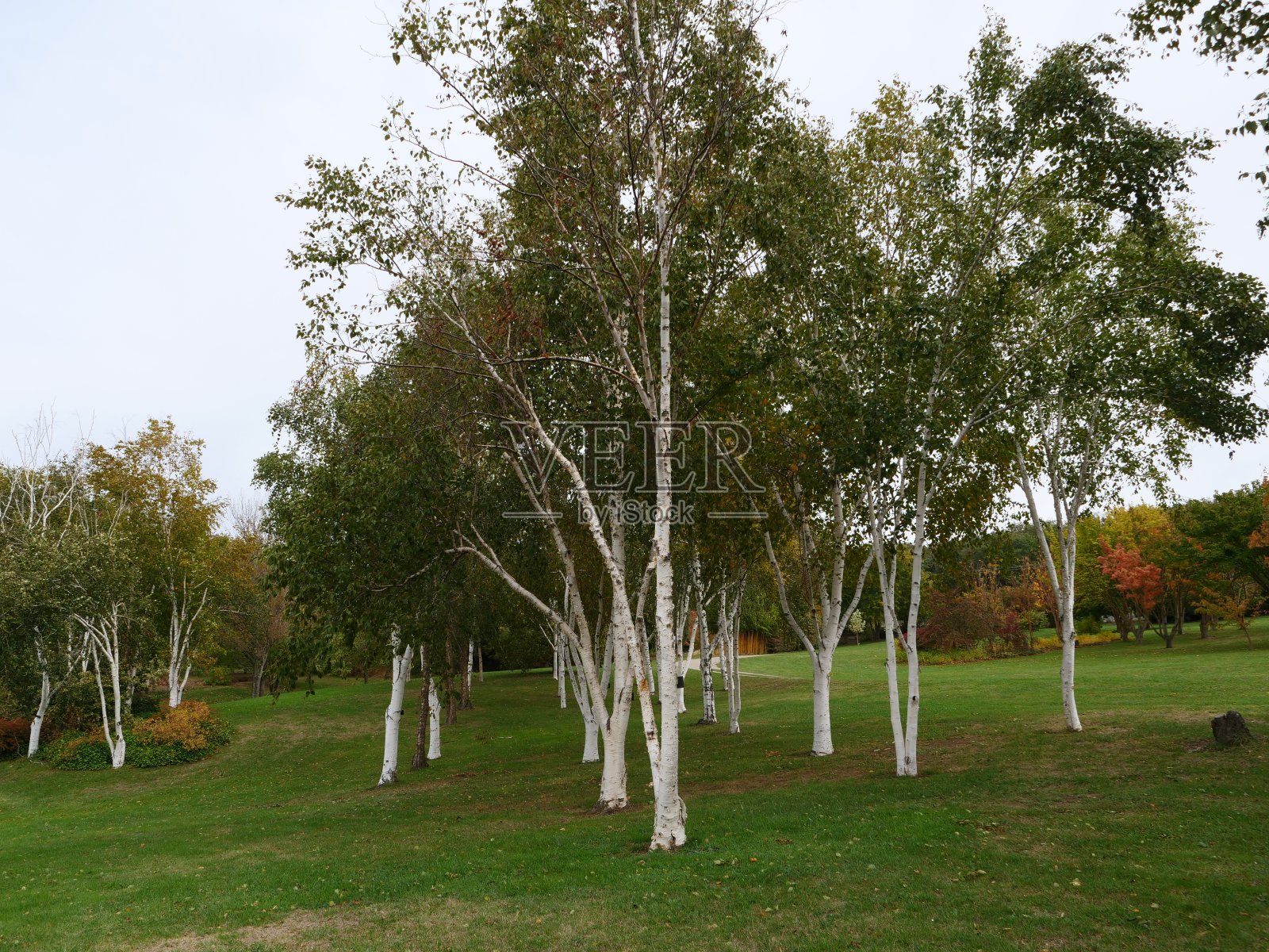 白桦照片摄影图片