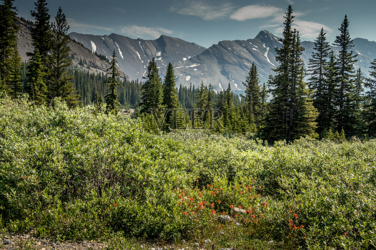 加拿大阿尔伯塔省班夫国家公园希尔达溪的野花照片摄影图片