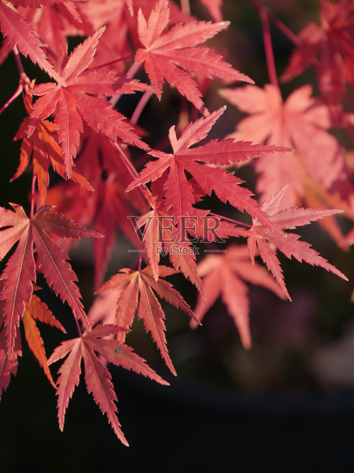秋天的日本枫树照片摄影图片