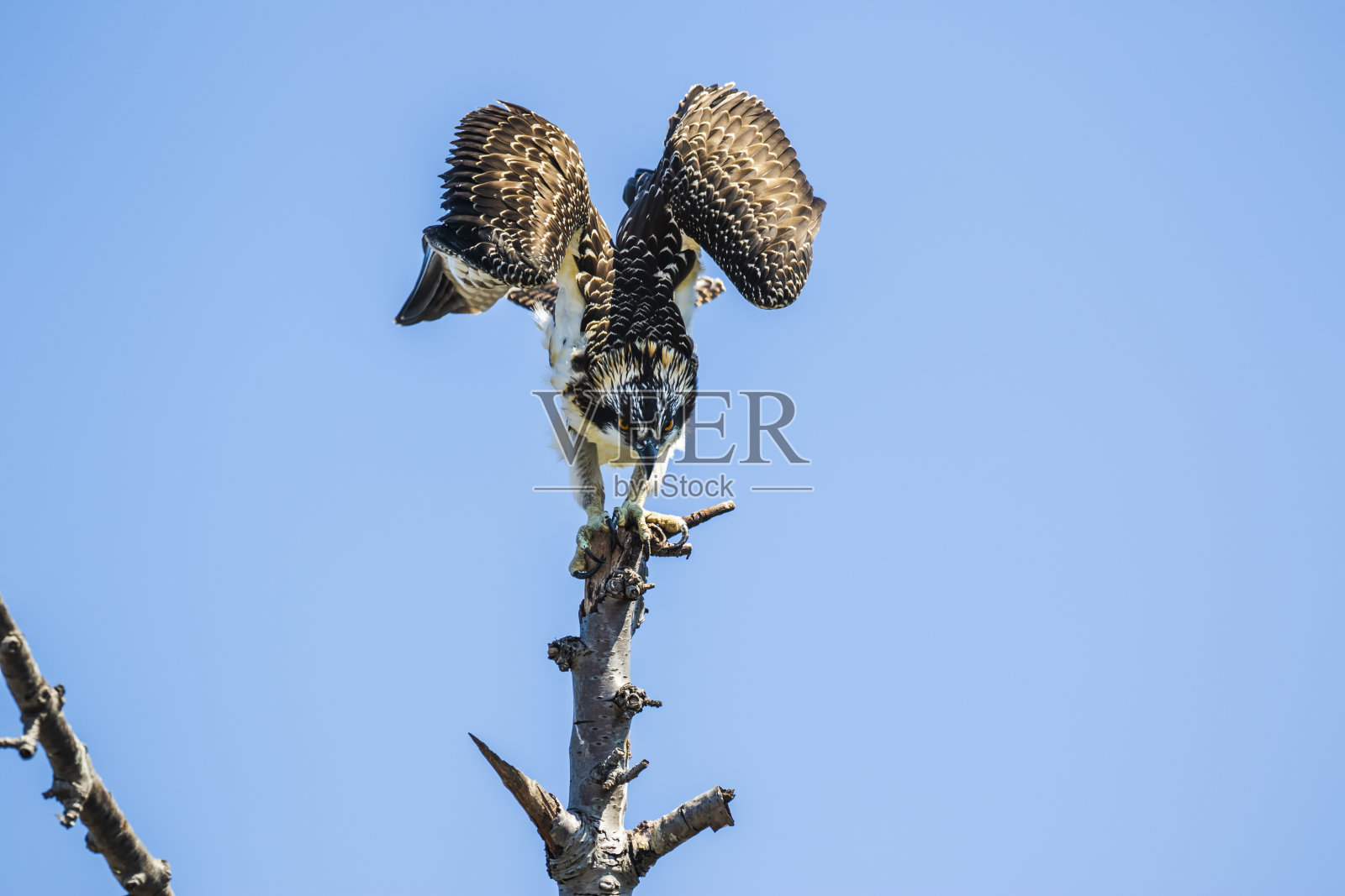 鱼鹰降落在树枝上照片摄影图片