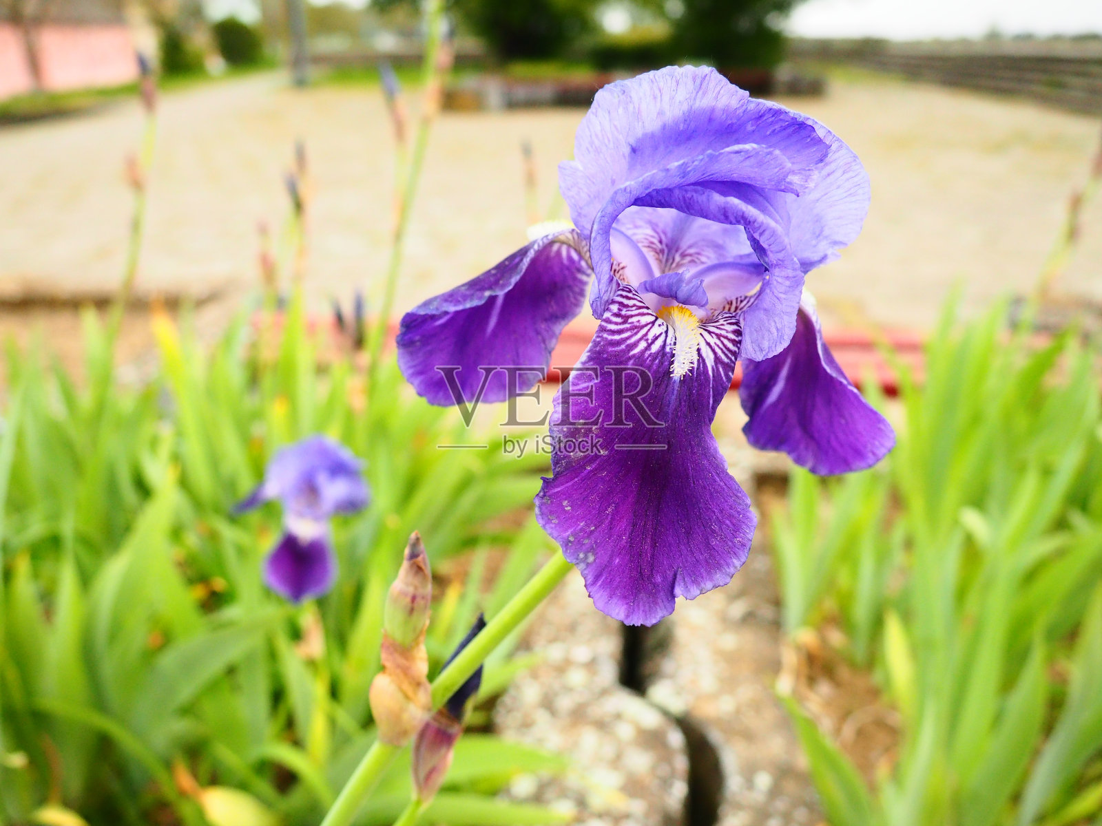 虹膜花。紫色，蓝色的虹膜。家庭鸢尾科。美丽的城市花坛。装饰花园、草坪、绿化区域。精美的倒立花瓣。把养花作为一种爱好。照片摄影图片