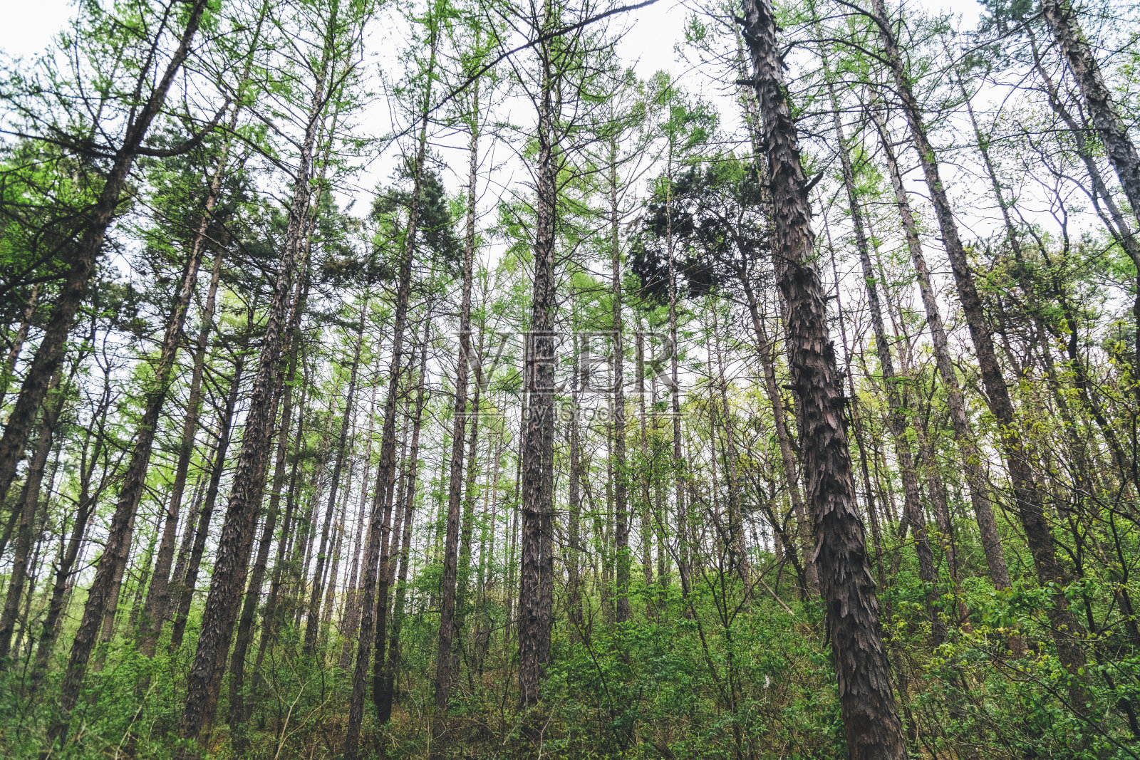 森林里的树照片摄影图片